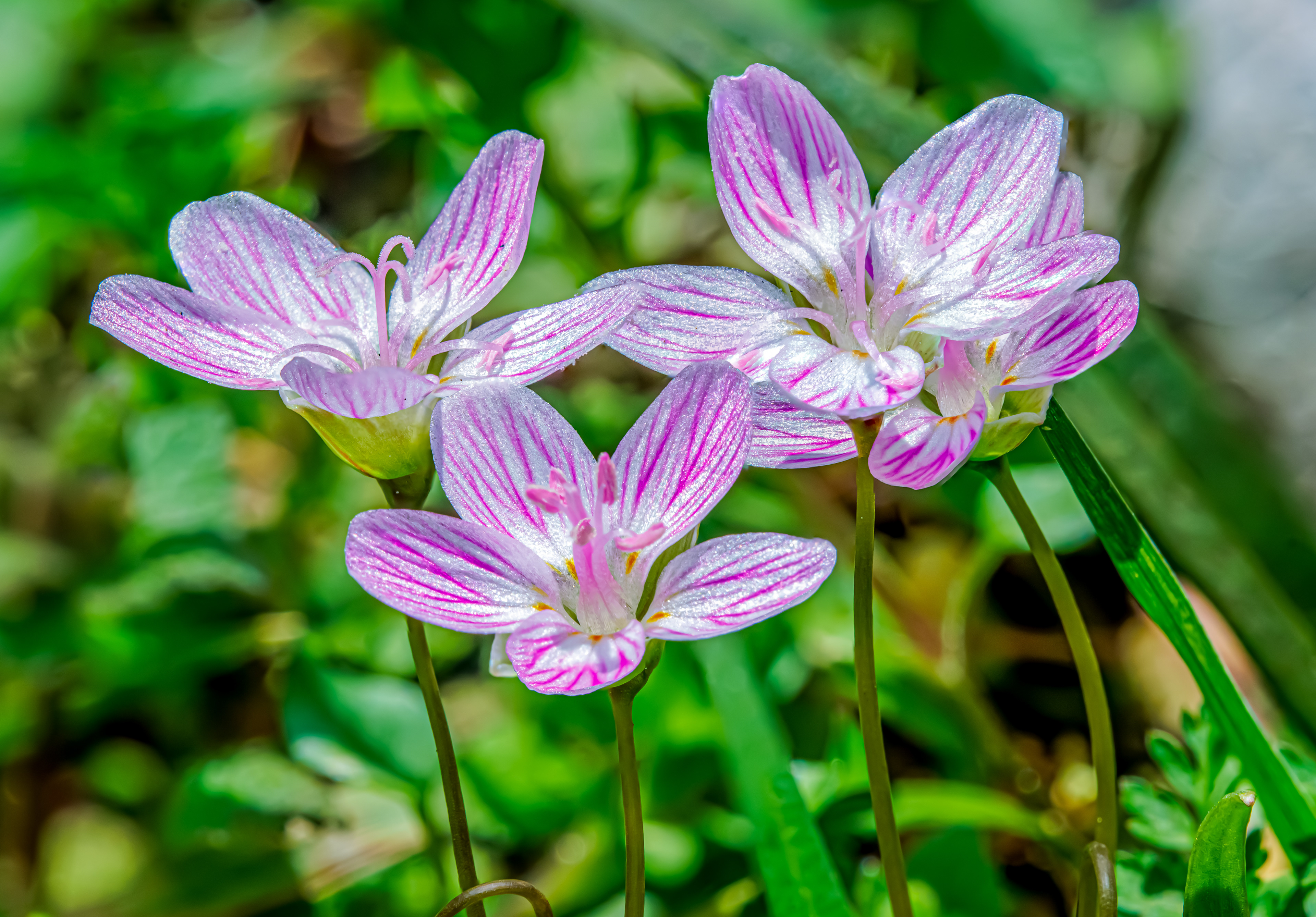 Virginia Spring beauty