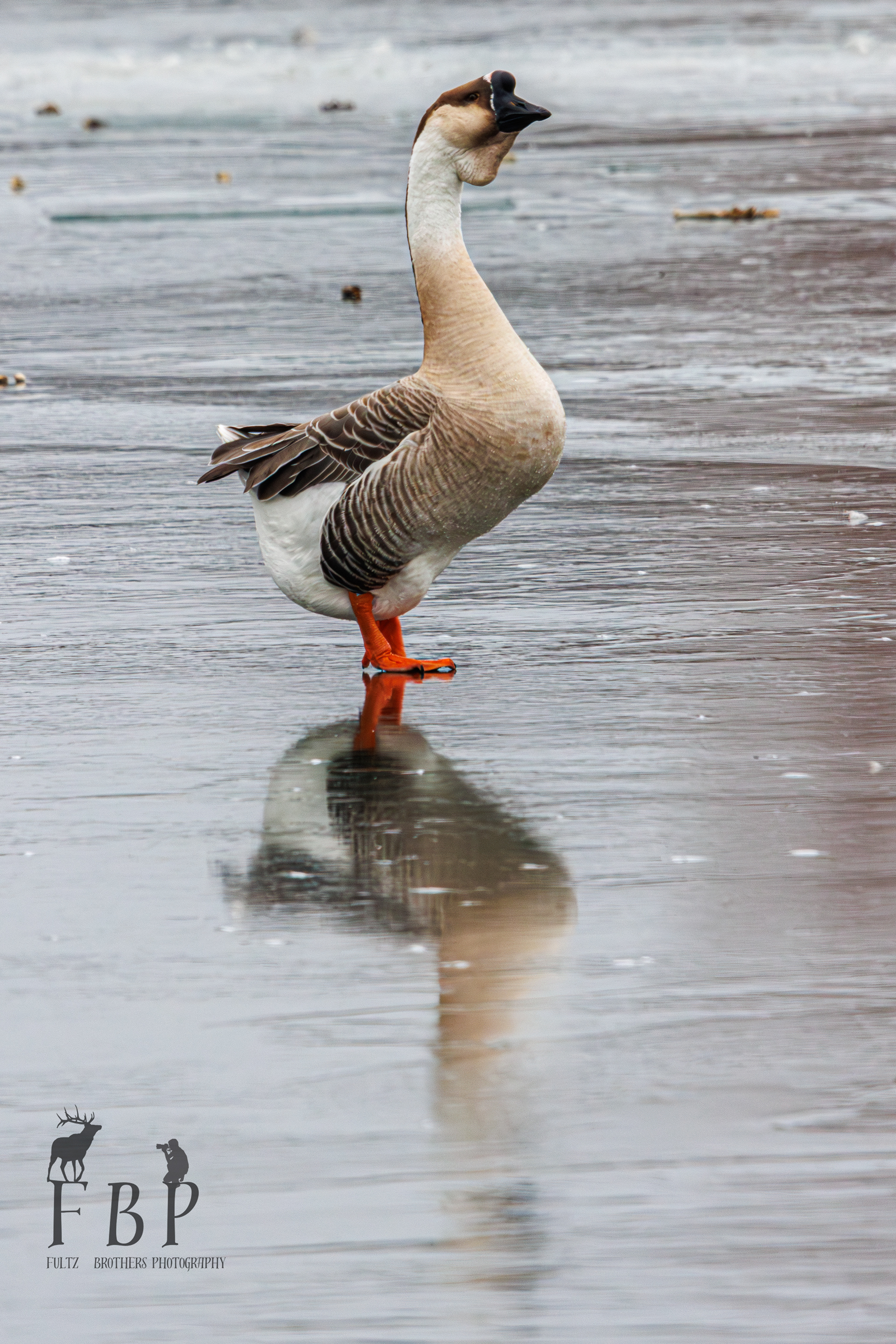 African Goose (Domestic)