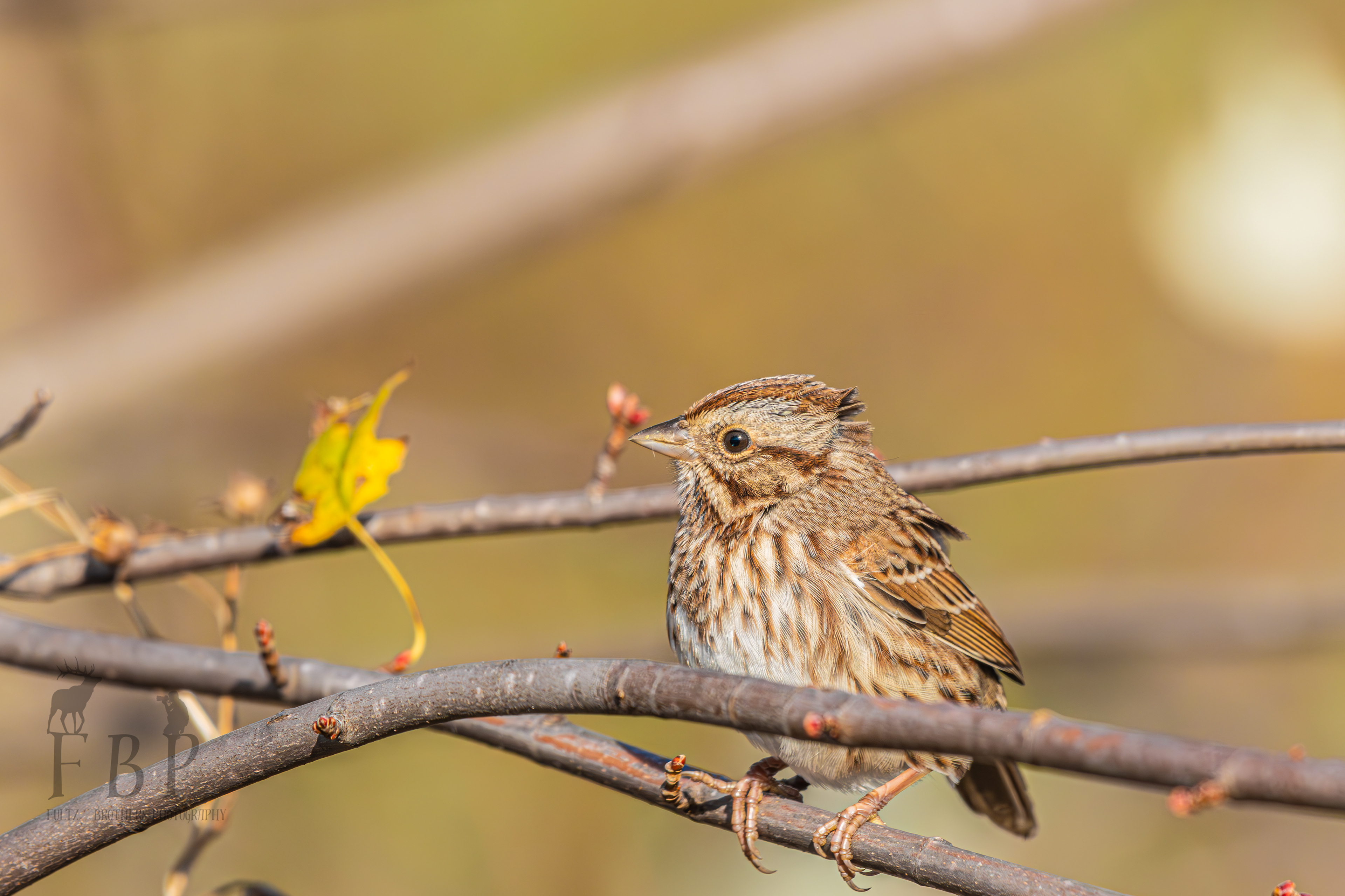Song Sparrow