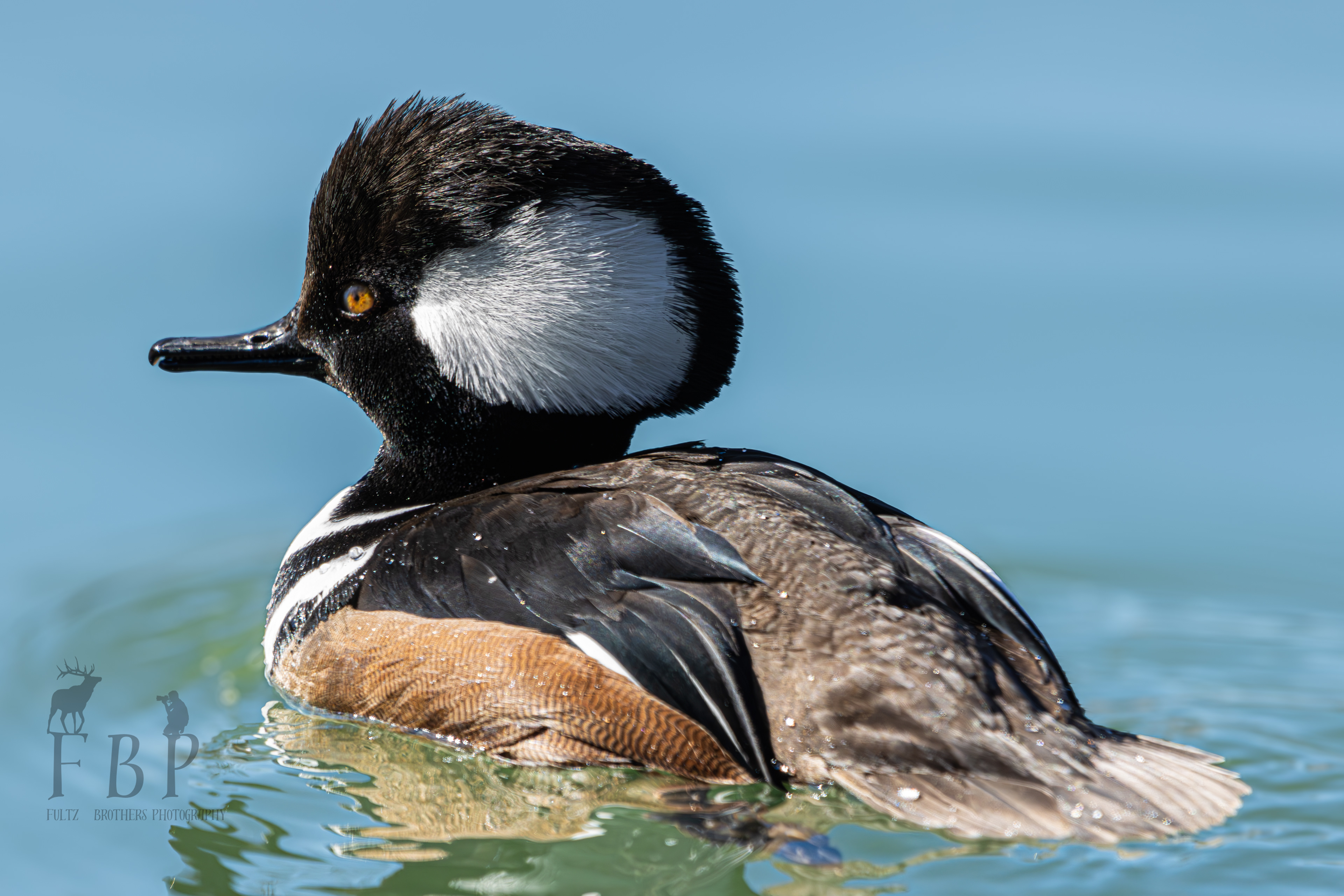 Hooded Merganser