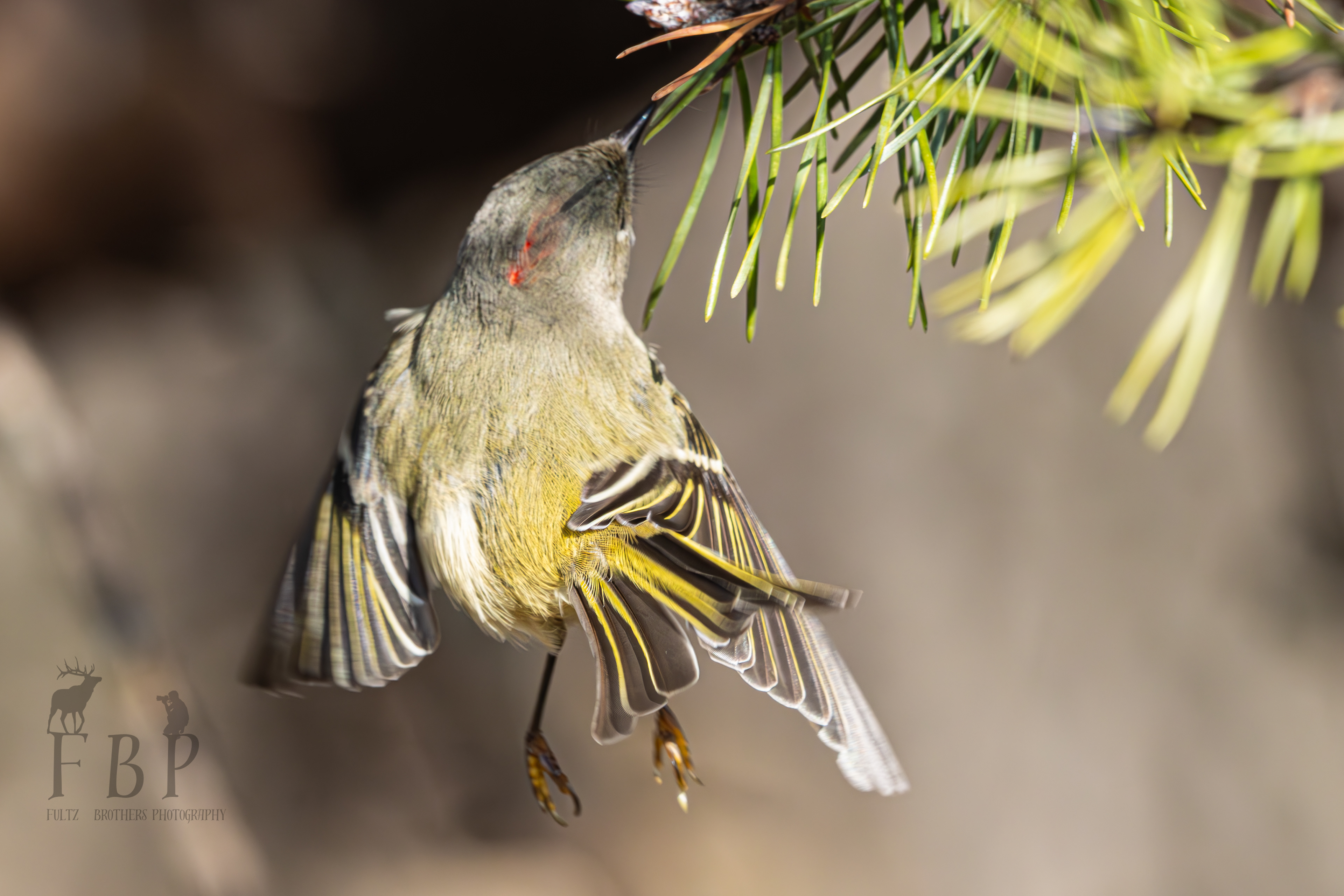 Ruby-Crowned Kinglet