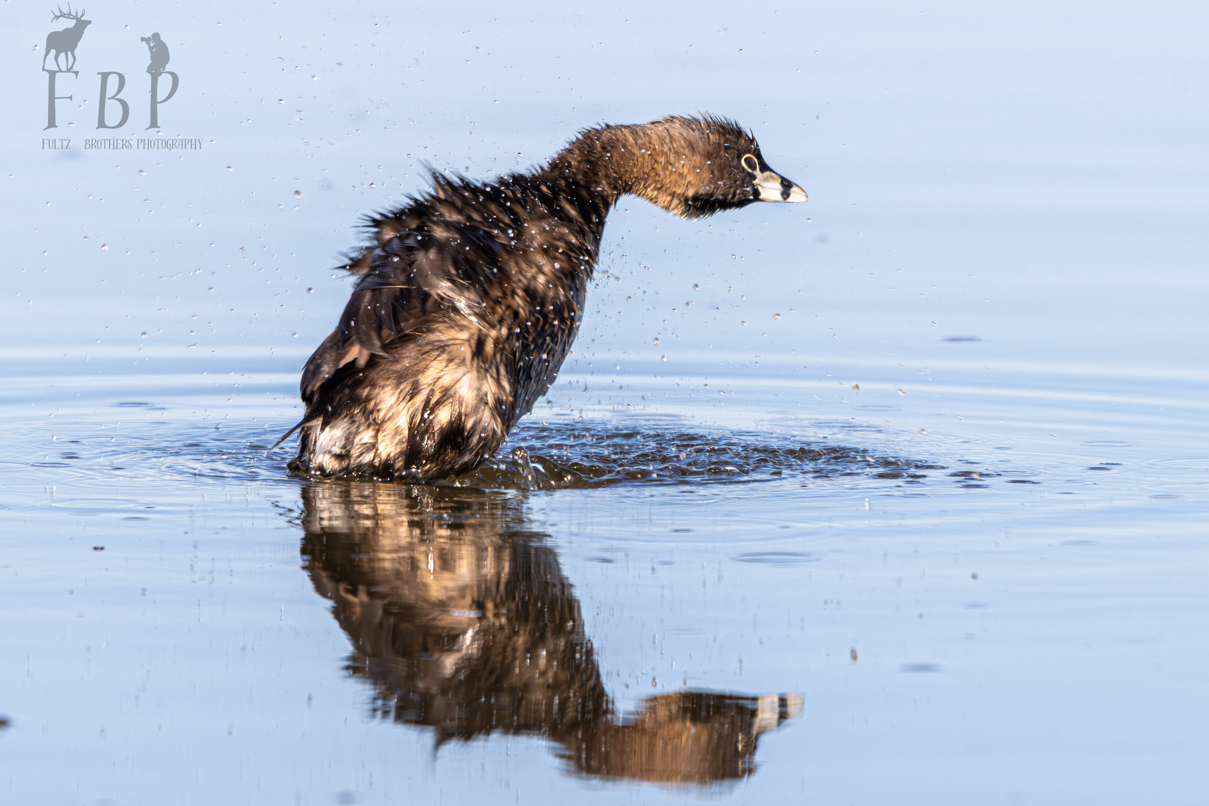 Pied-Billed Grebe