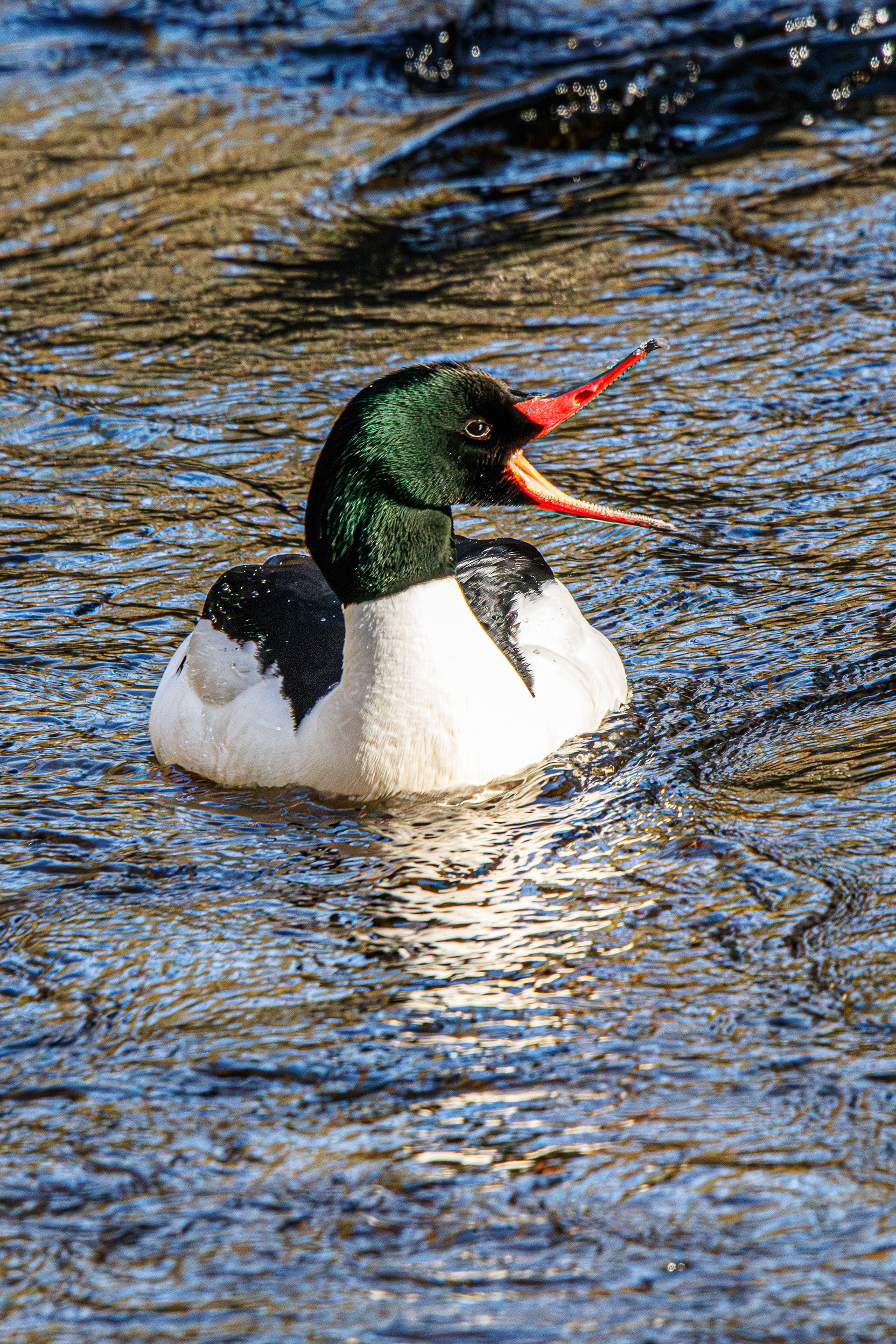 Common Merganser (male)
