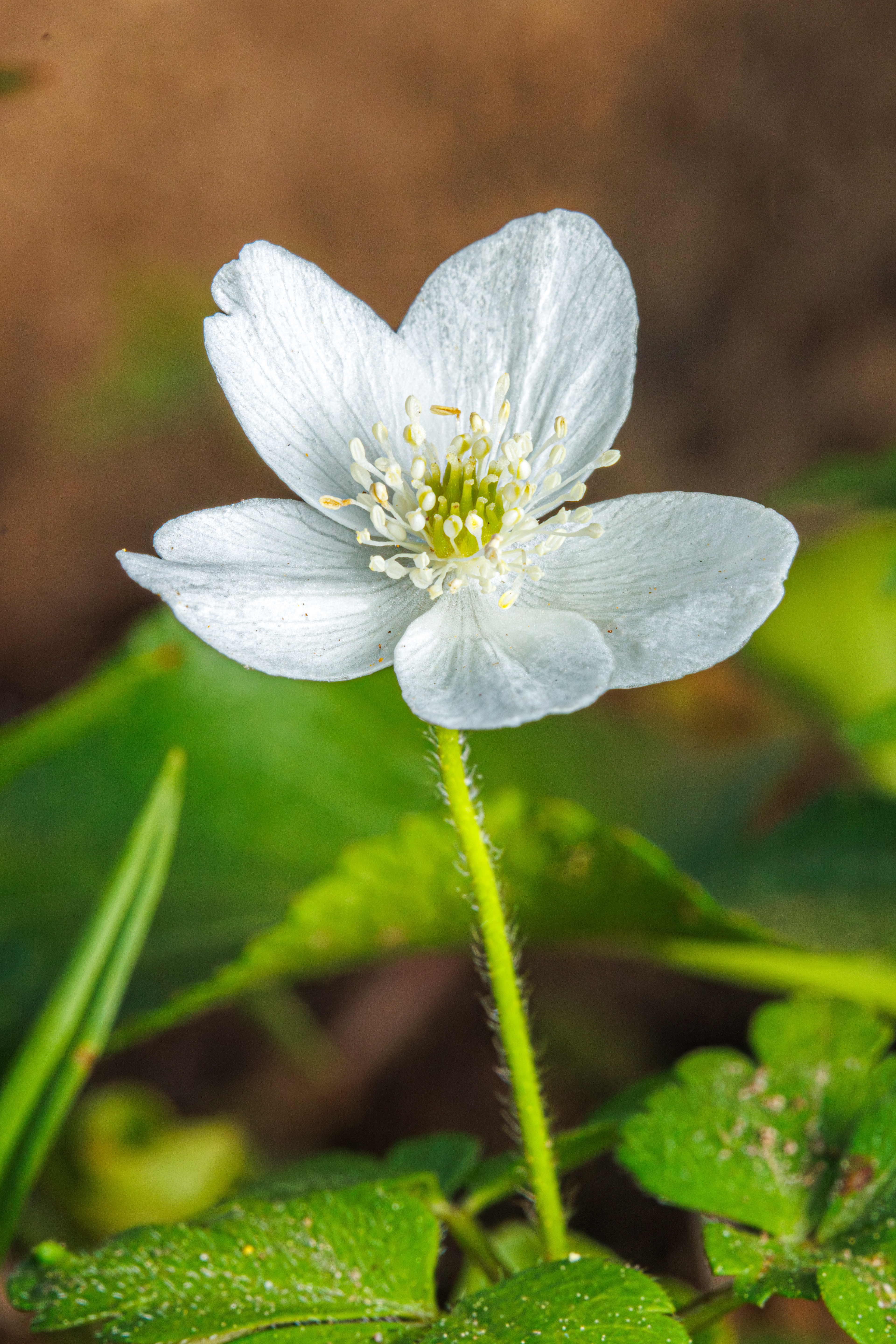 Wood Anemone