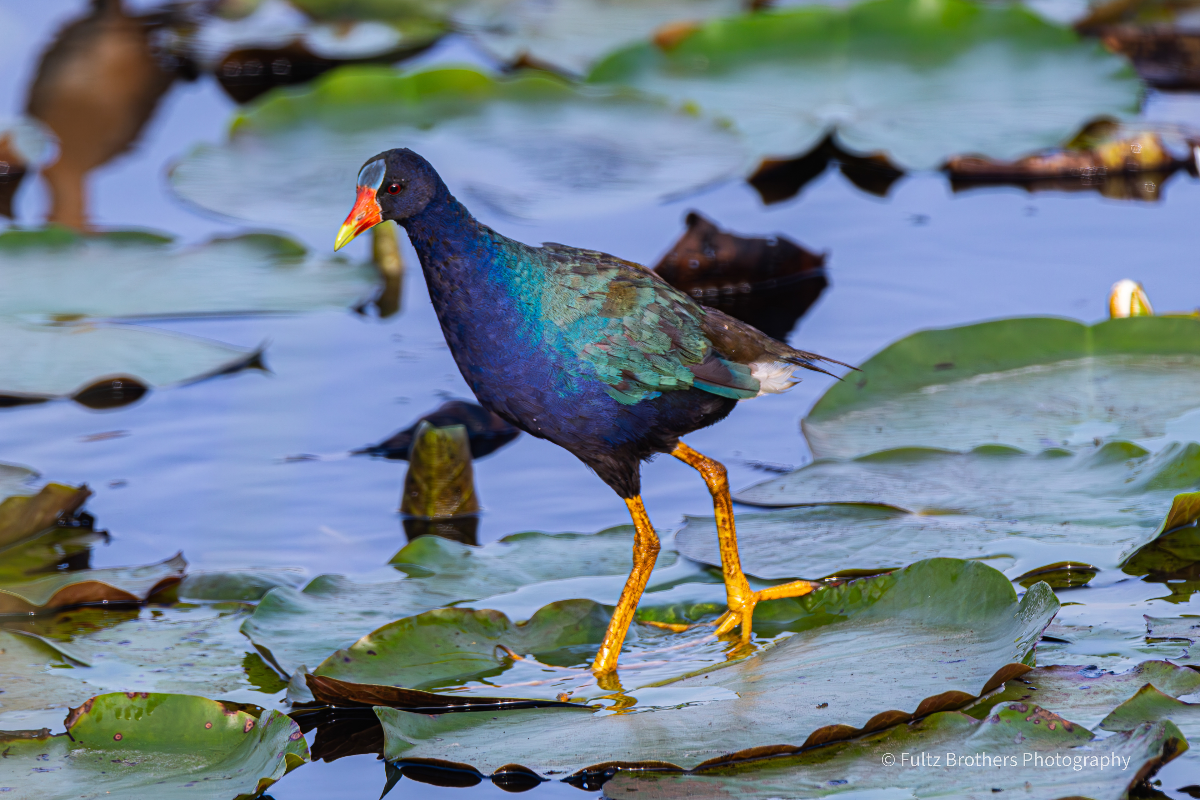 American Purple Gallinule