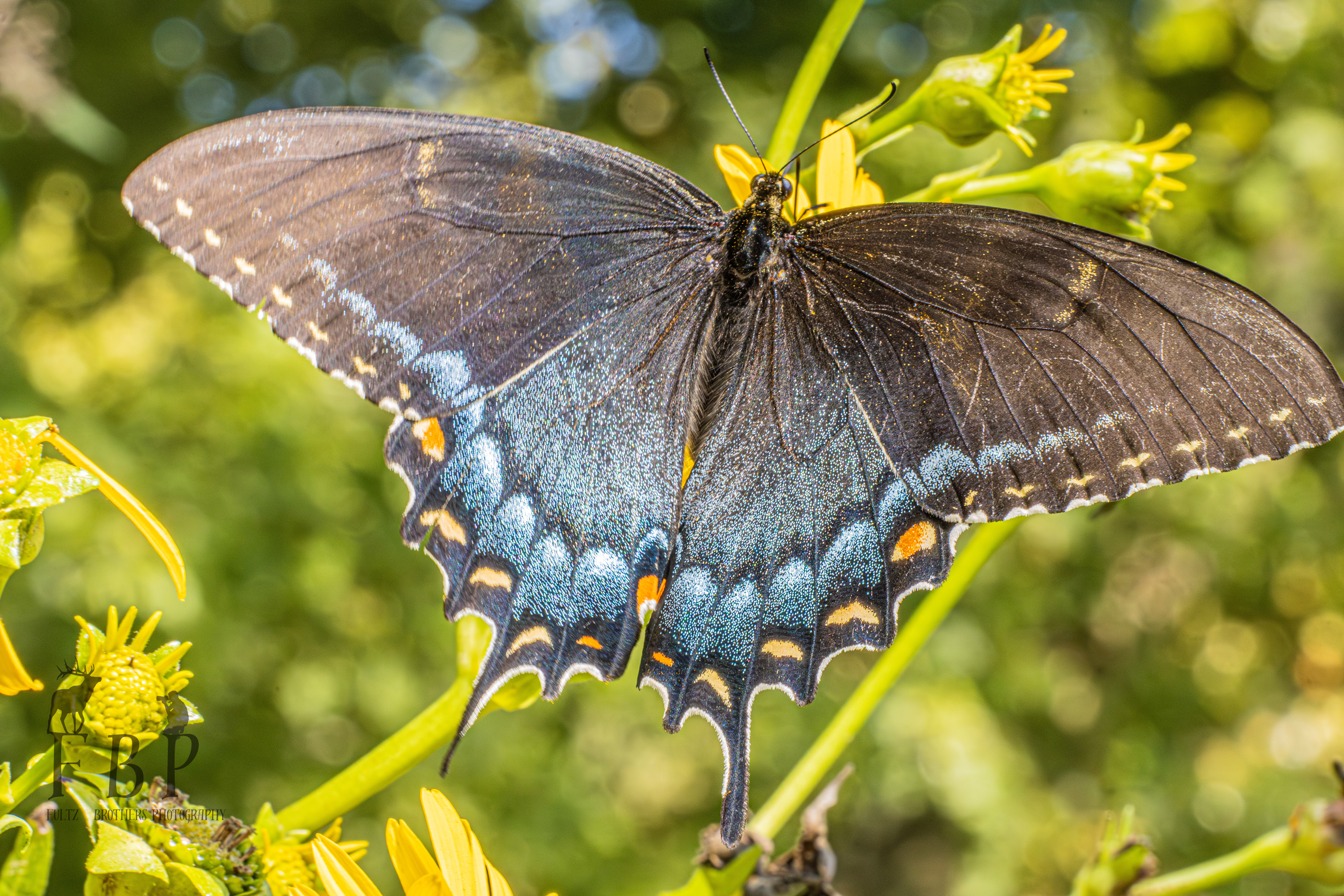 Eastern Tiger Swallowtail