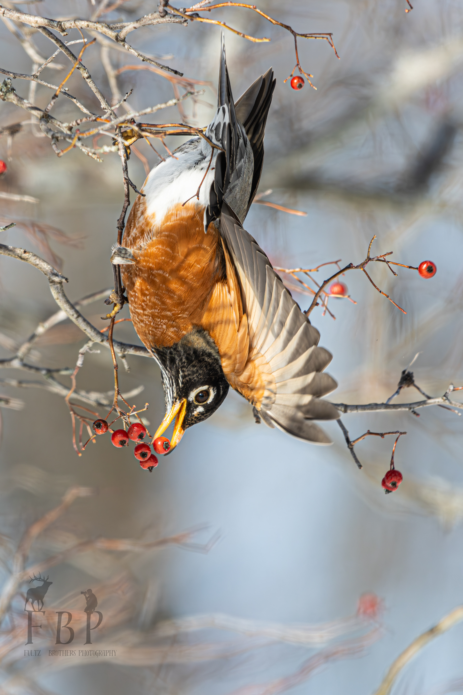 North American Robin
