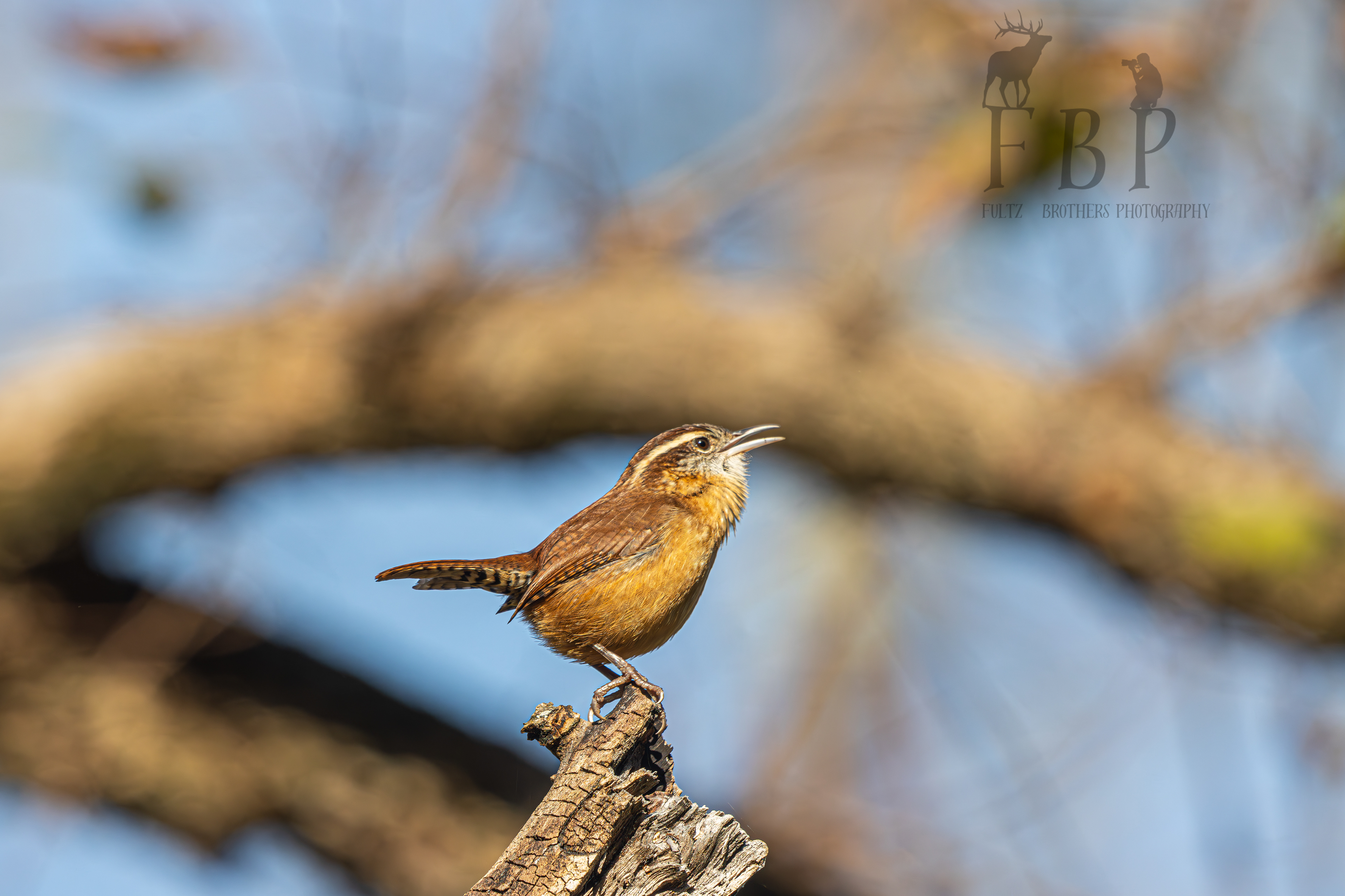 Carolina Wren