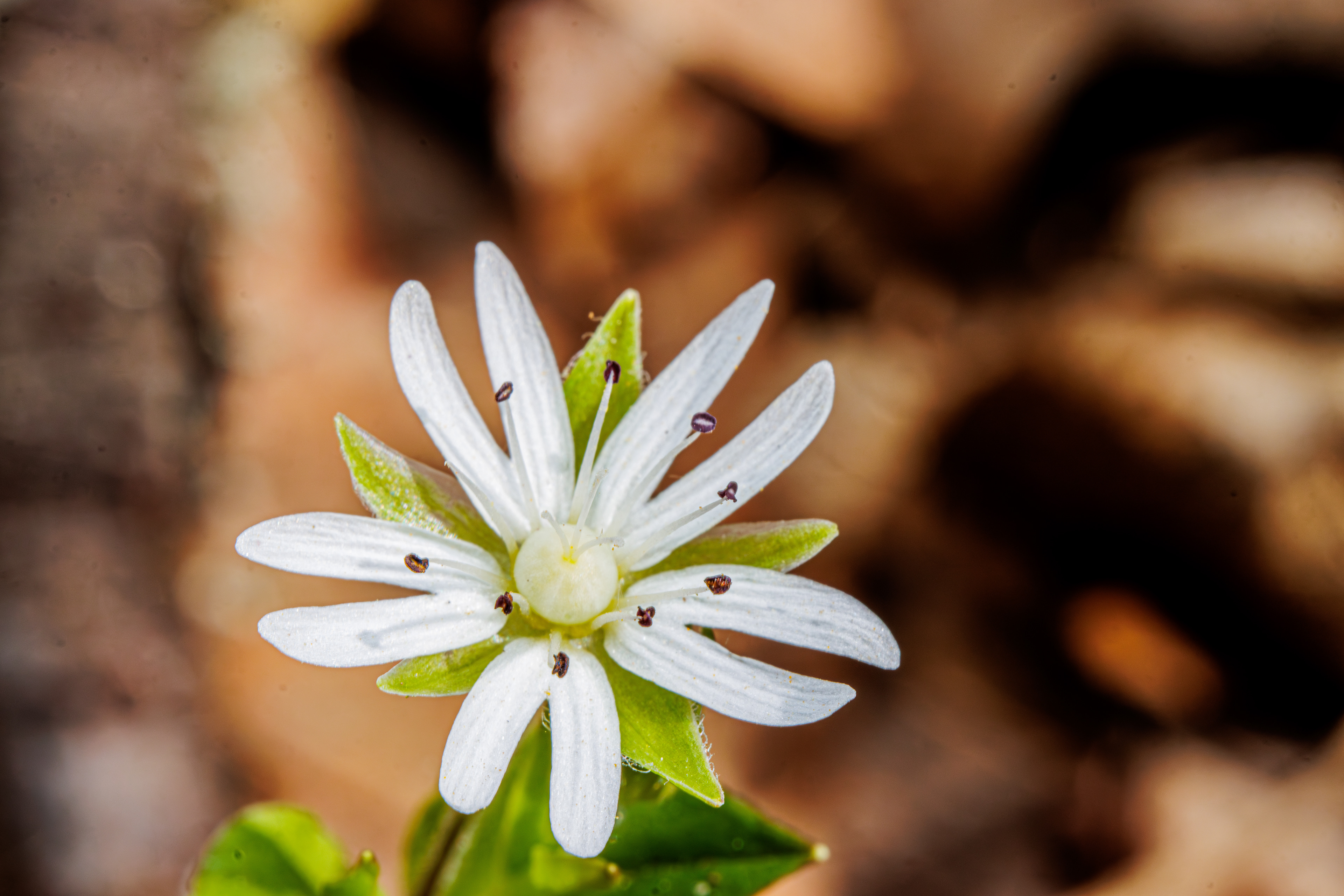 Tennessee Starwort