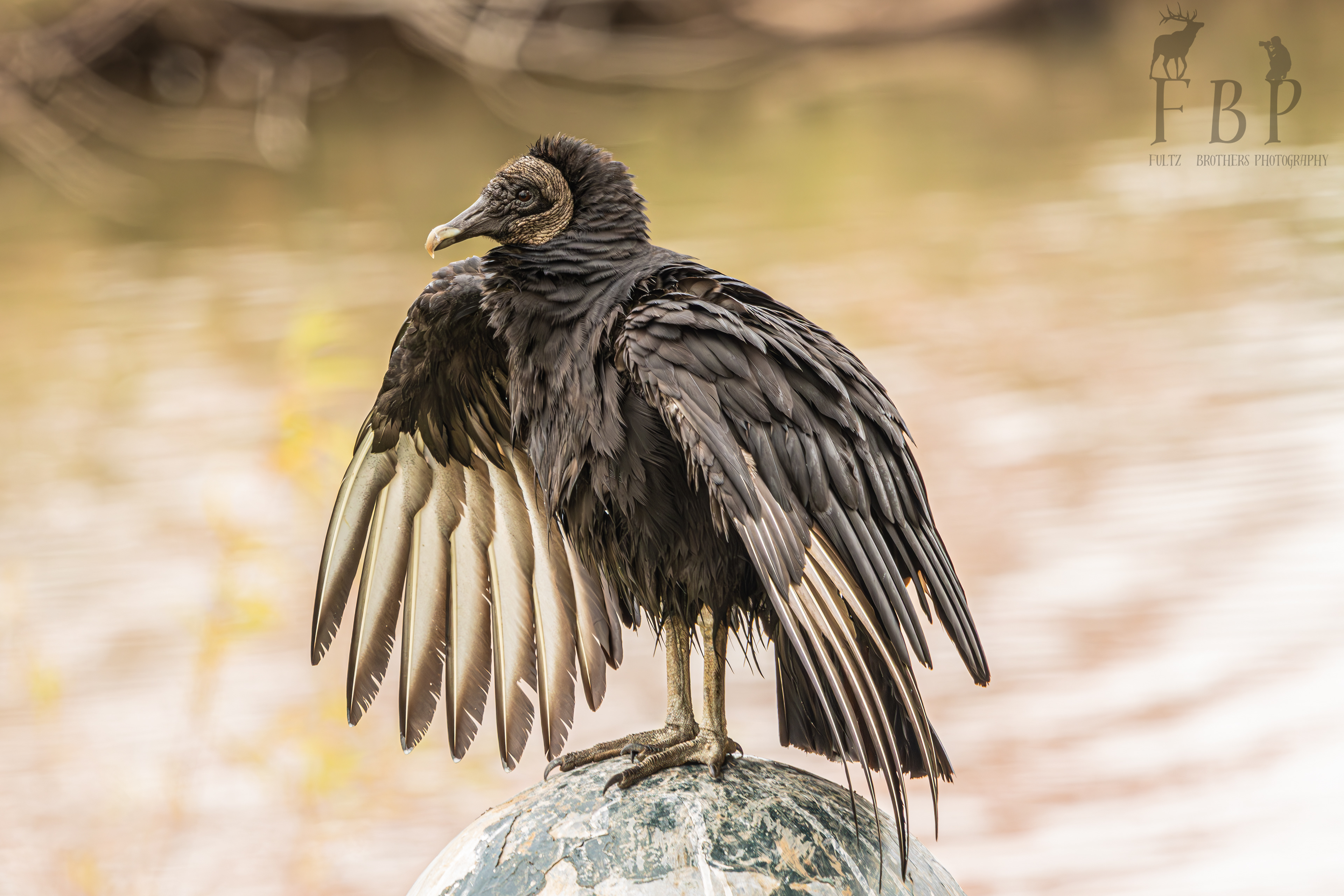Black Vulture