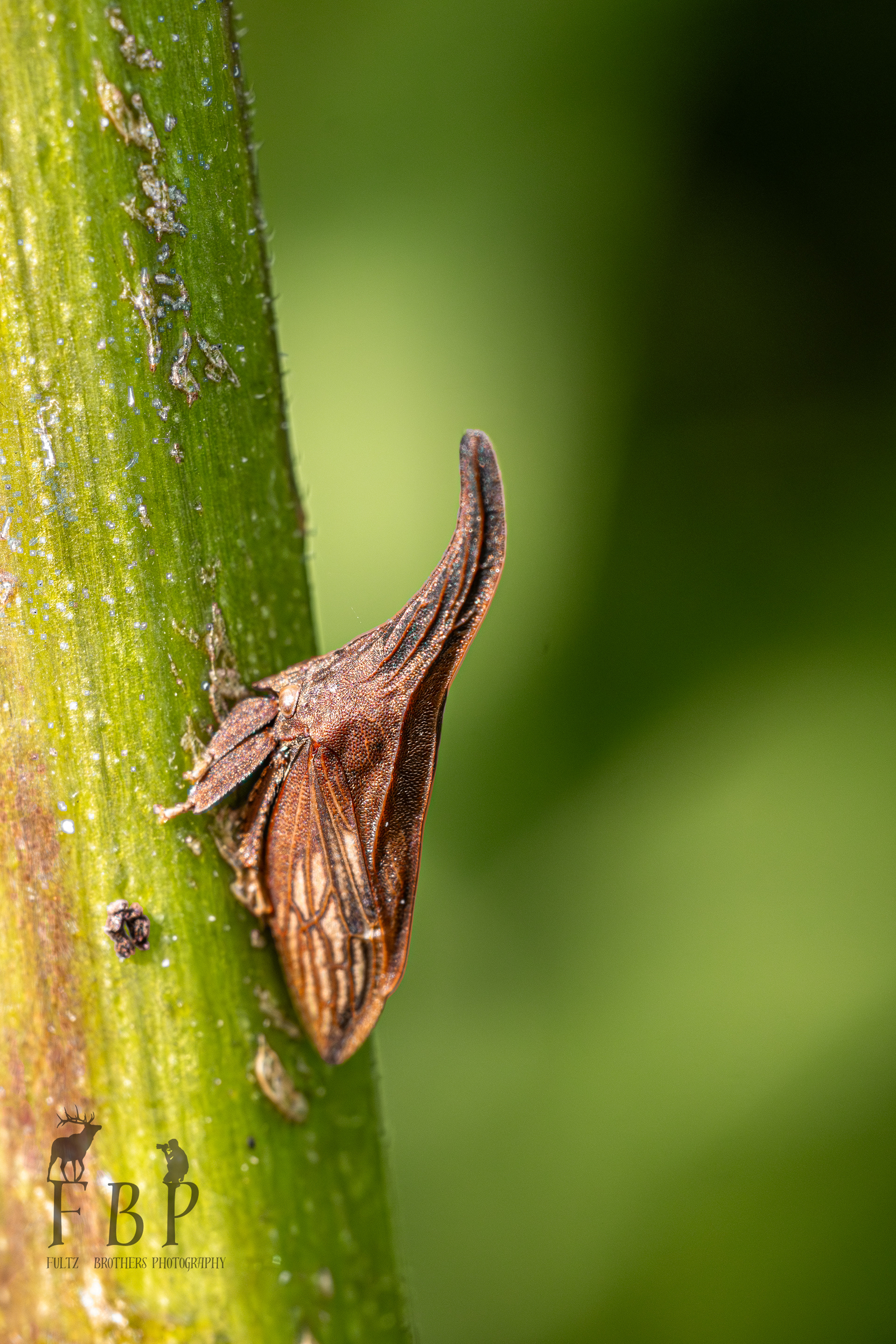 Wide-Footed Treehopper