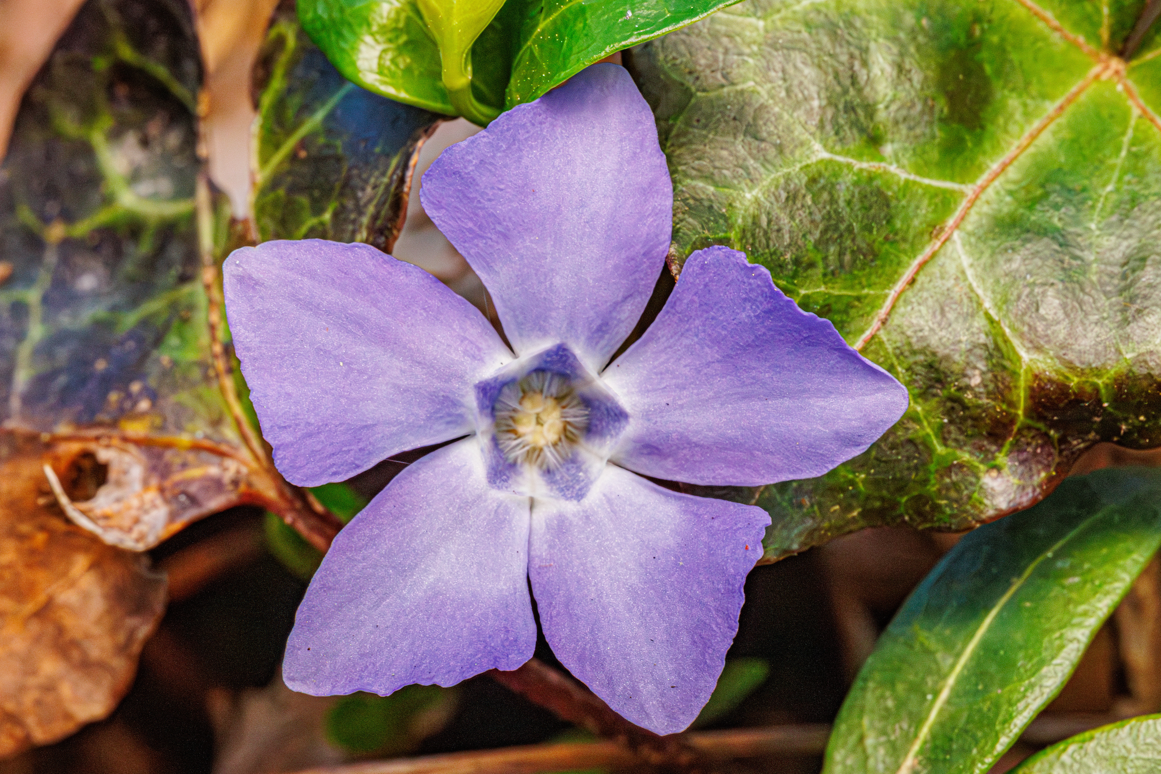 Lesser Periwinkle
