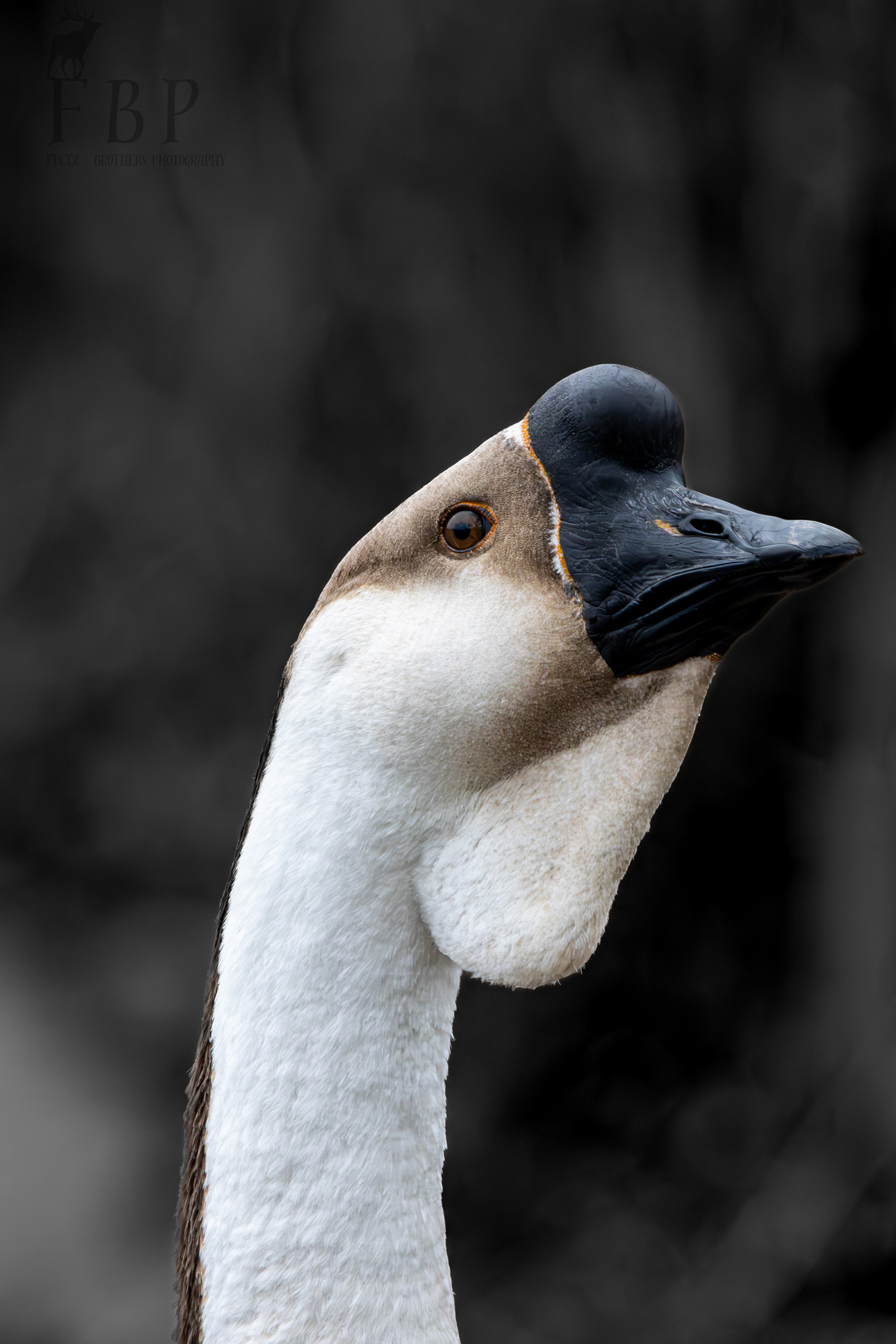 African Goose (Domestic)