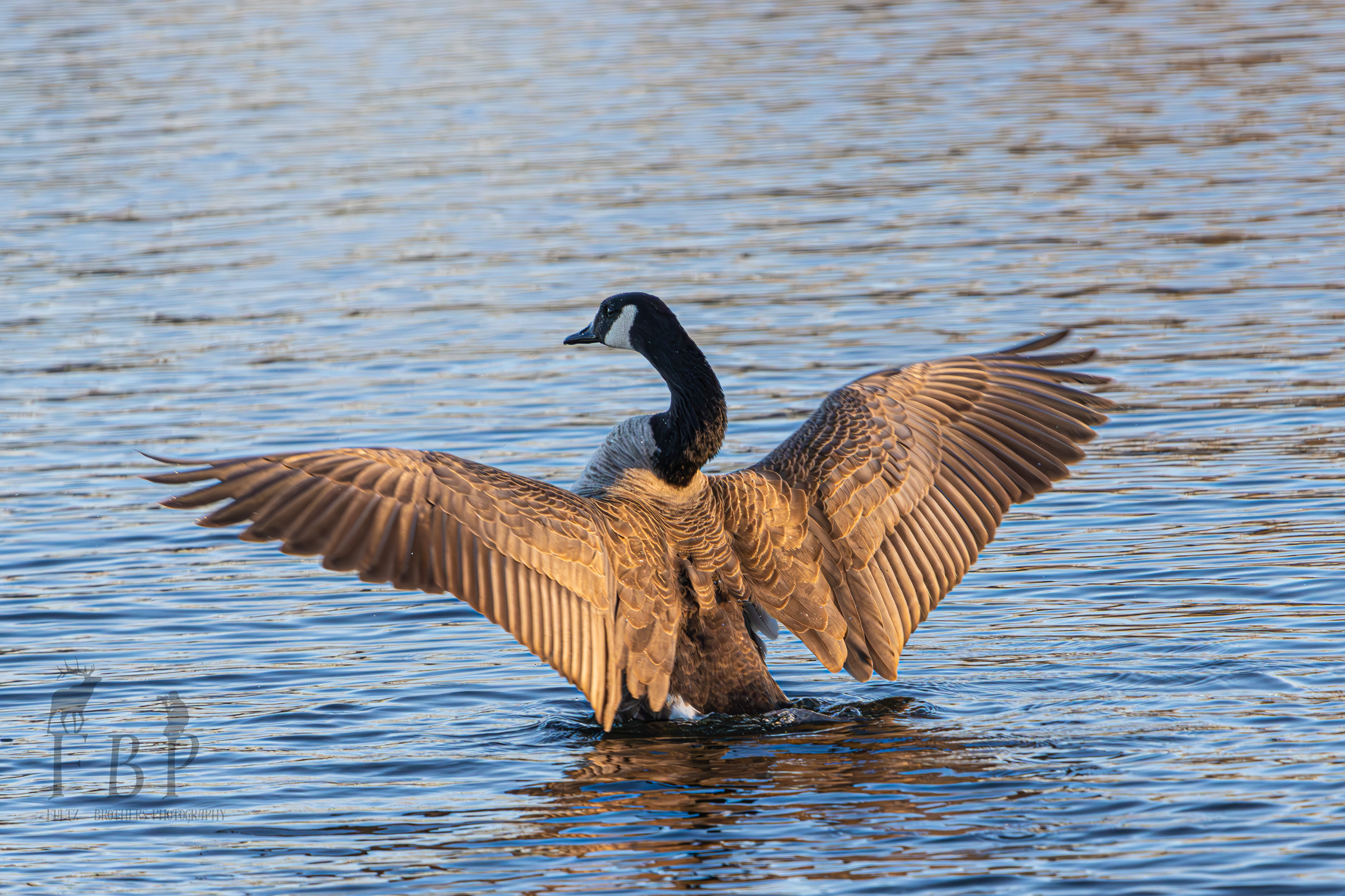 Canada Goose