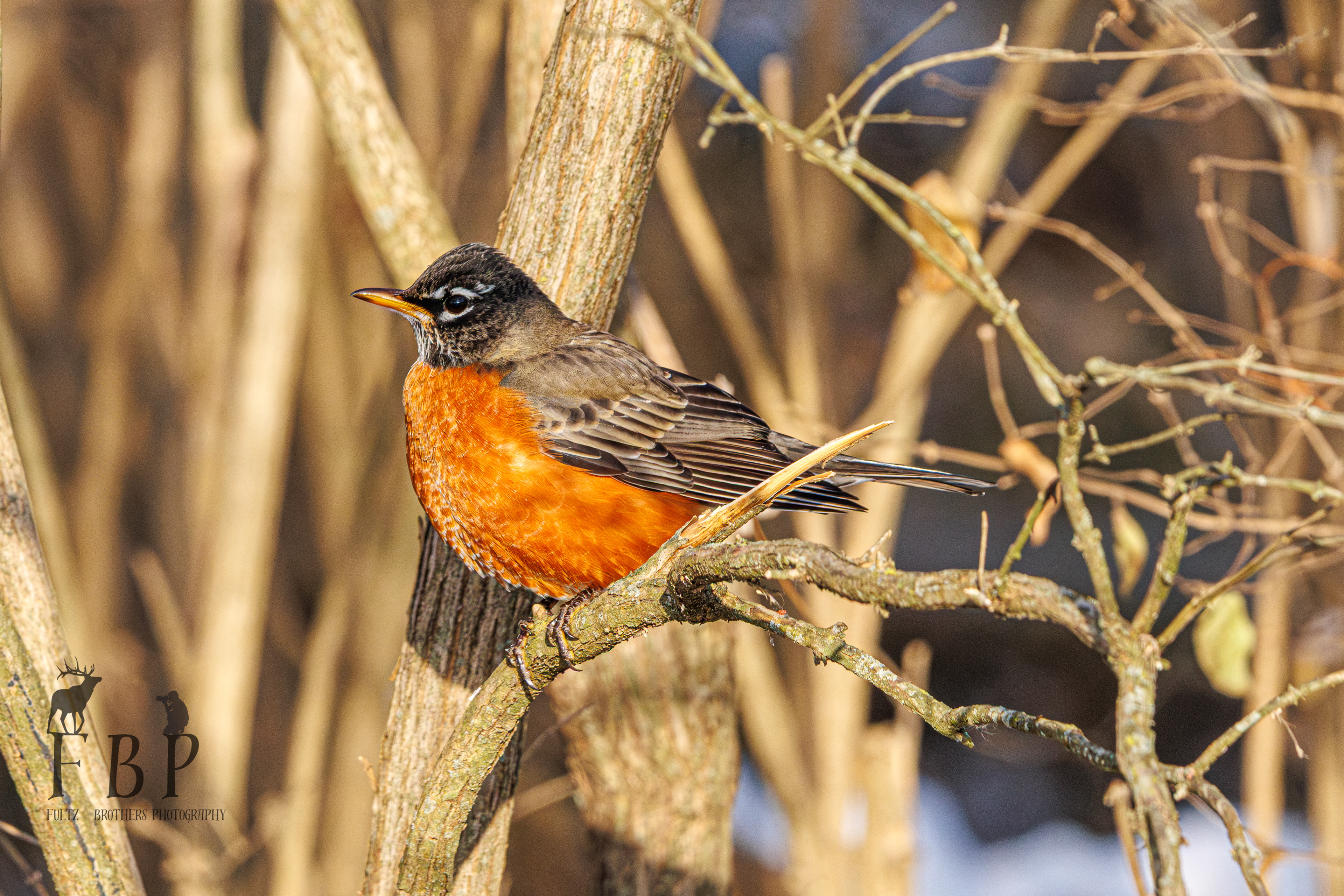 American Robin