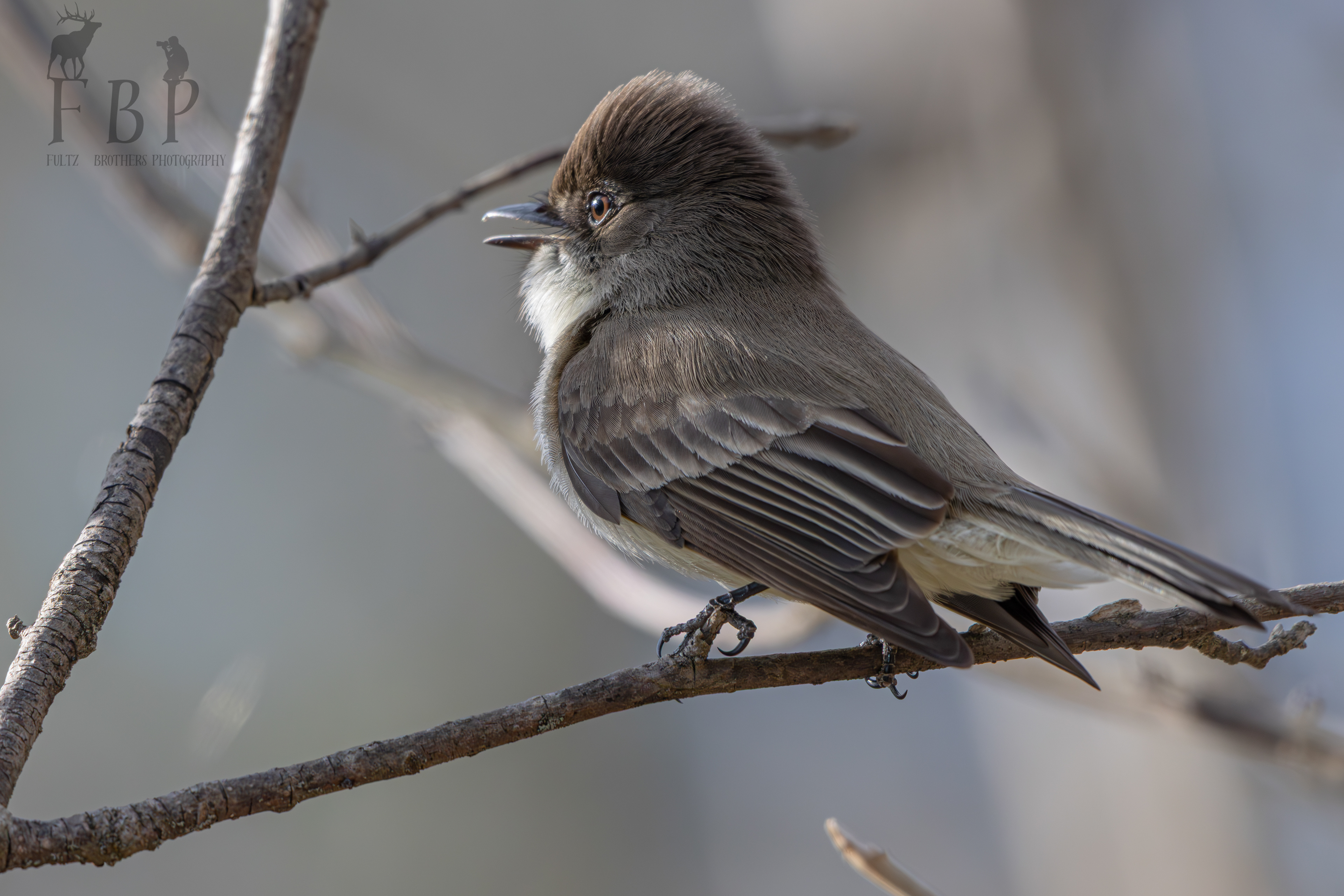 Eastern Phoebe