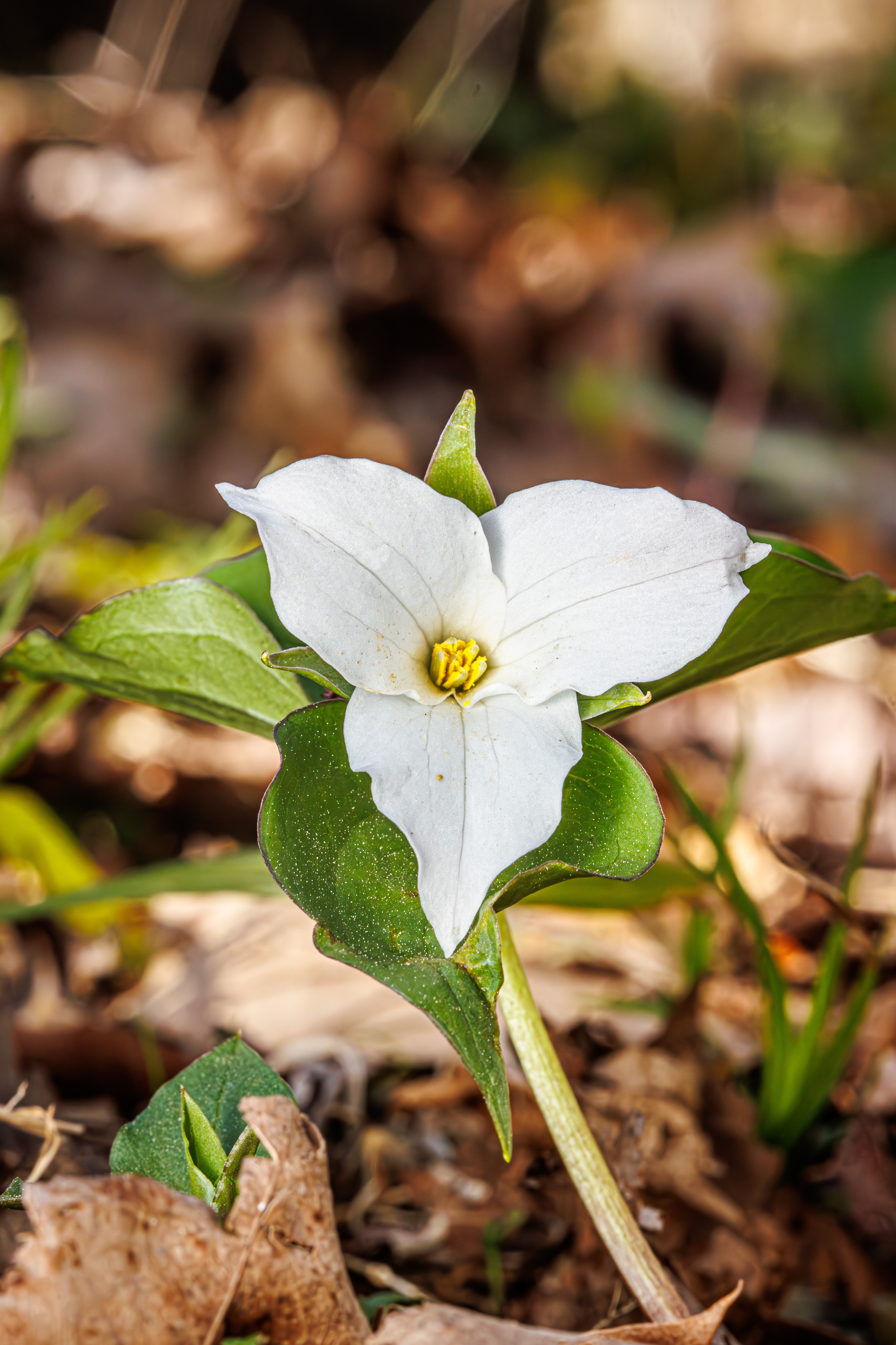 Large White Trillium