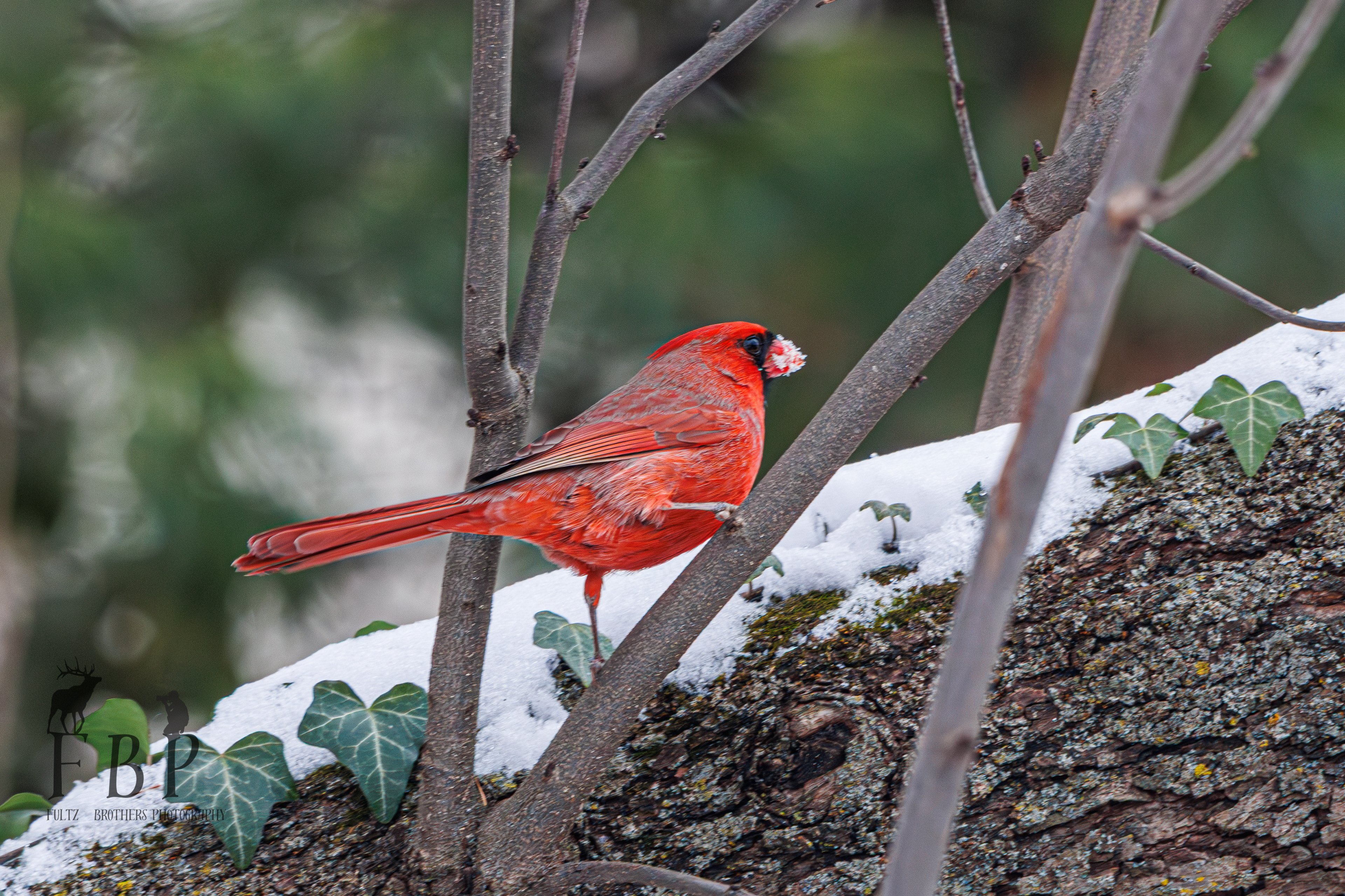 Northern Cardinal