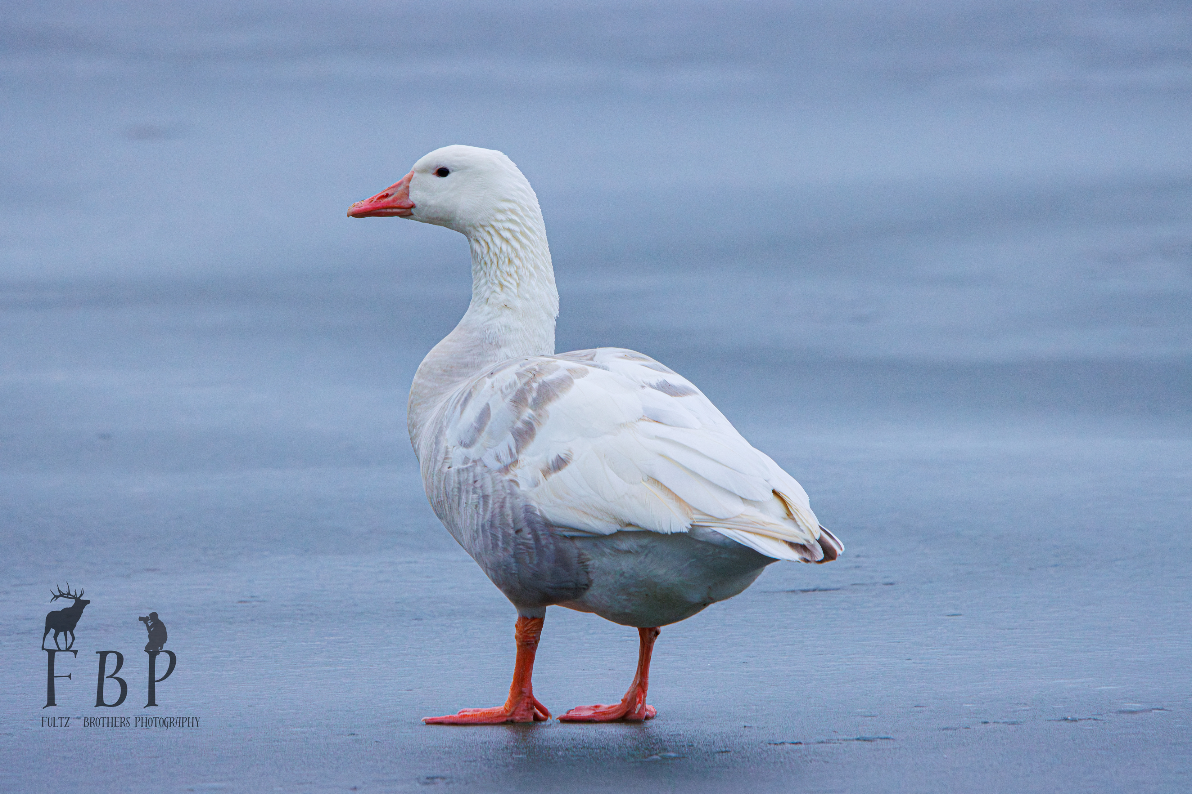 Greylag Goose (Domestic)