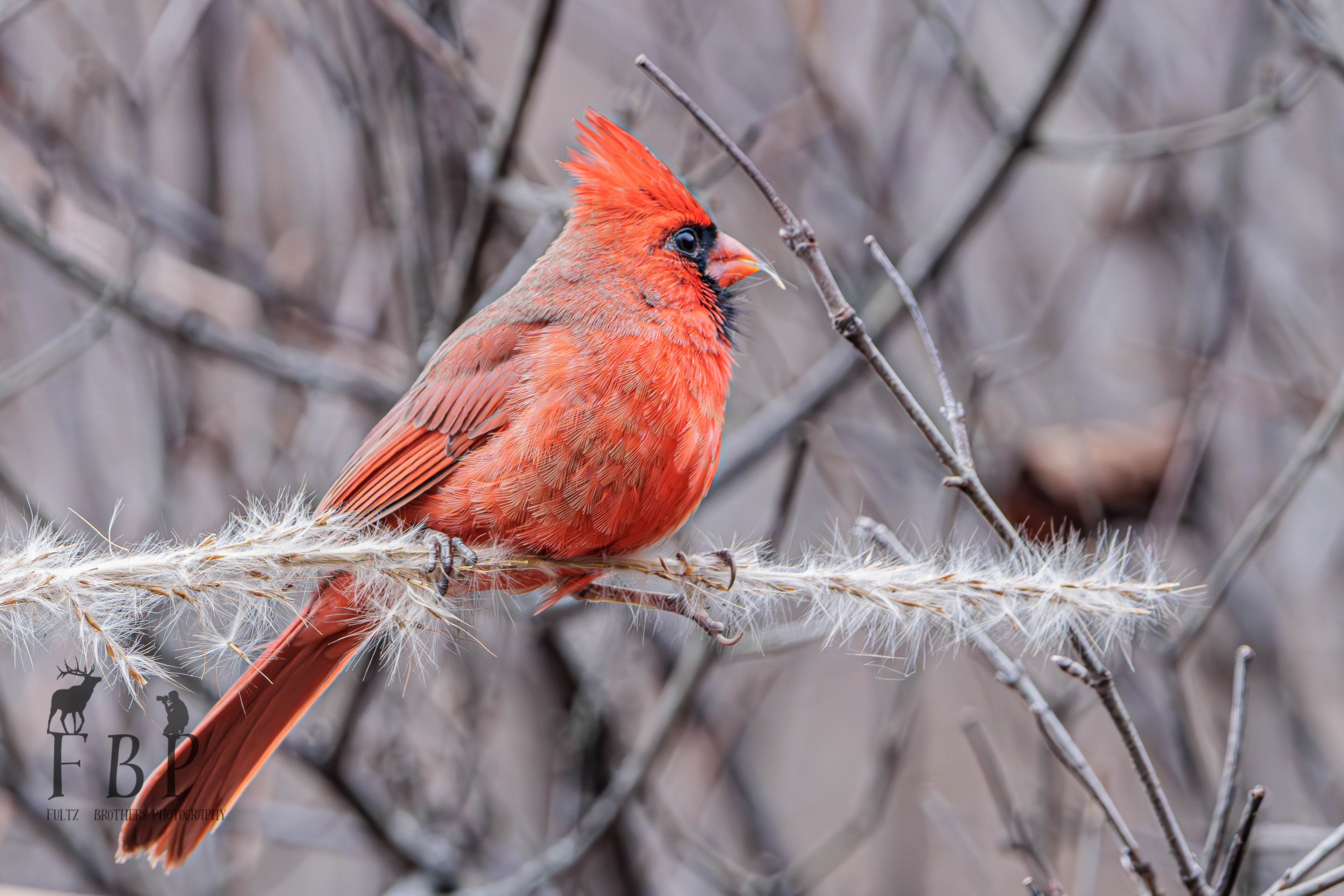 Northern Cardinal