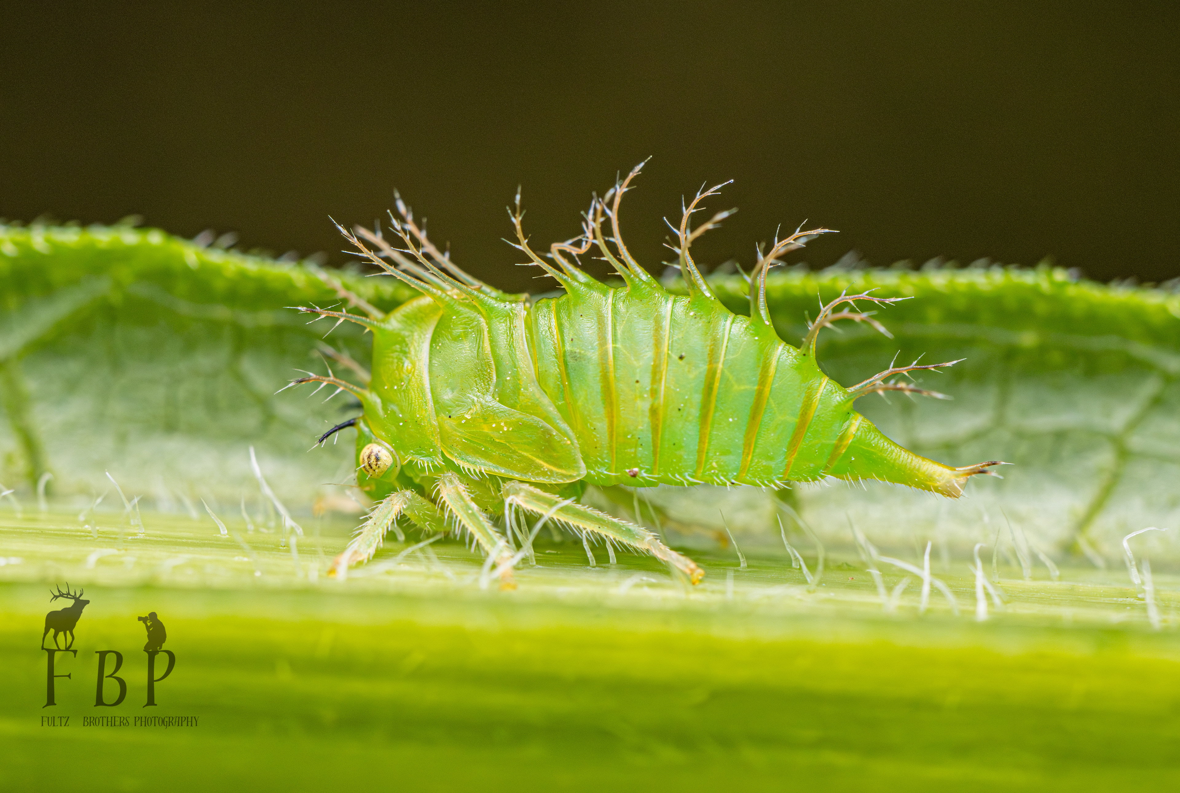 Buffalo Tree Hopper (nymph)