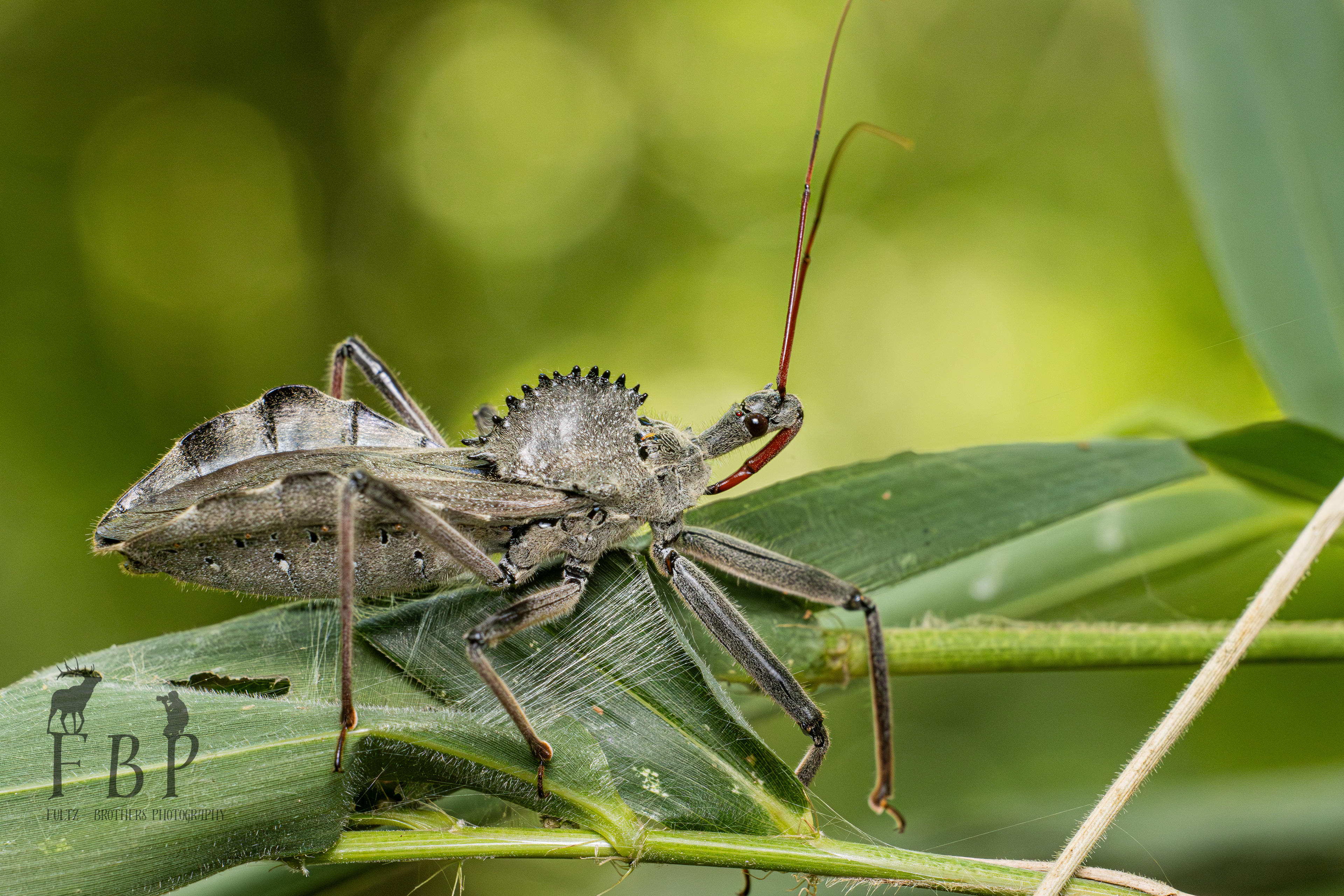North American Wheelbug