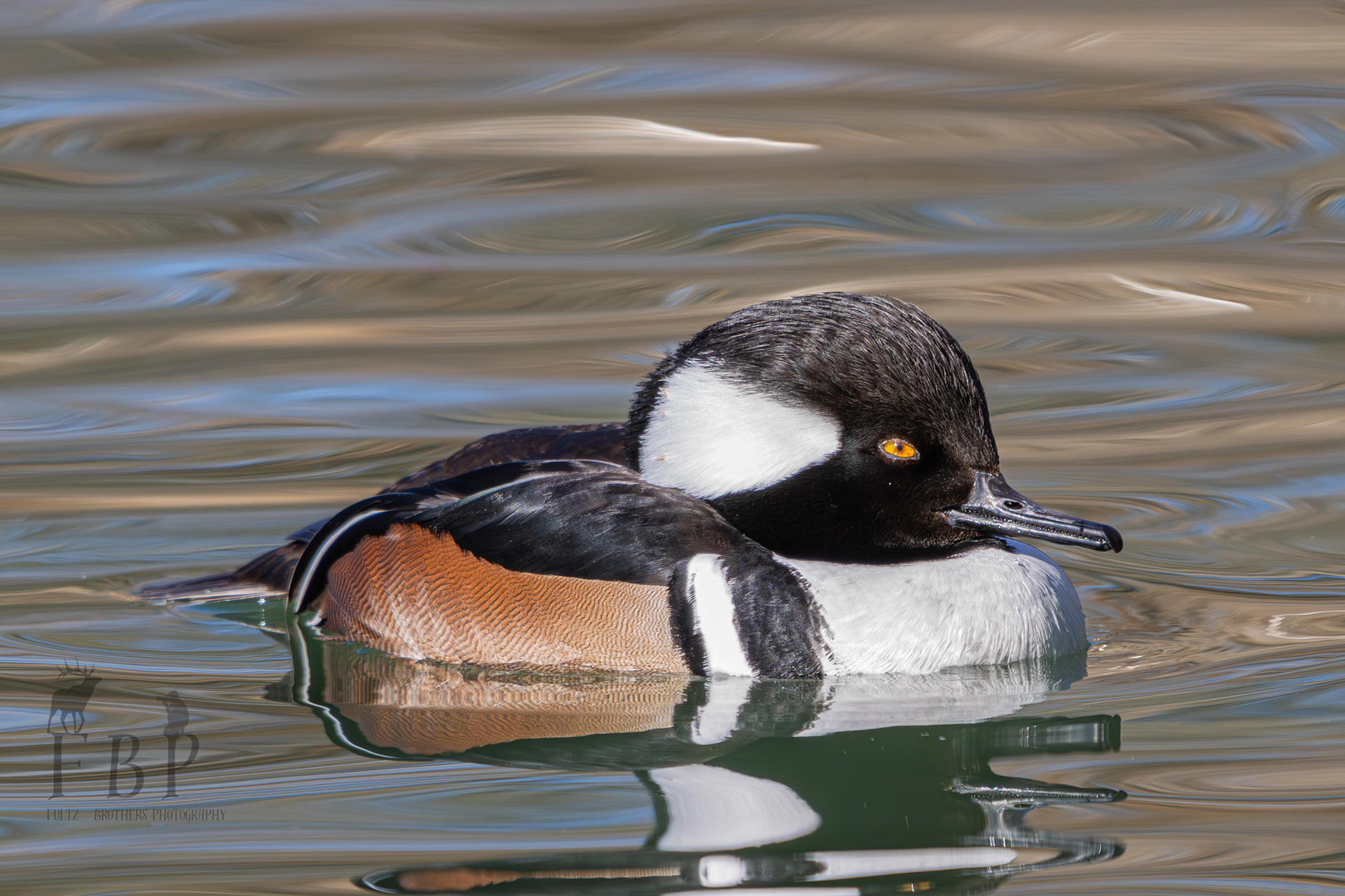 Hooded Merganser
