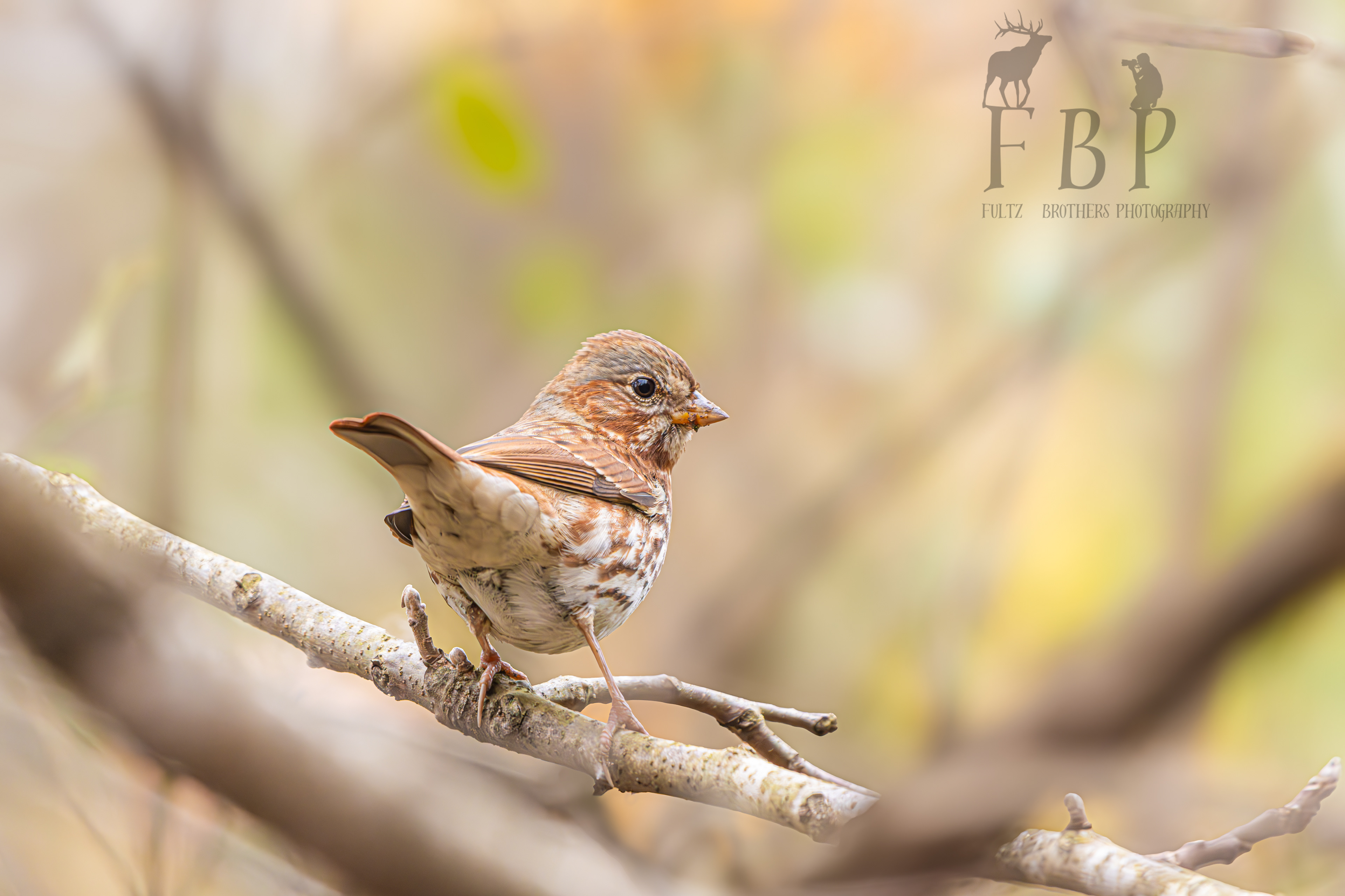 Fox Sparrow