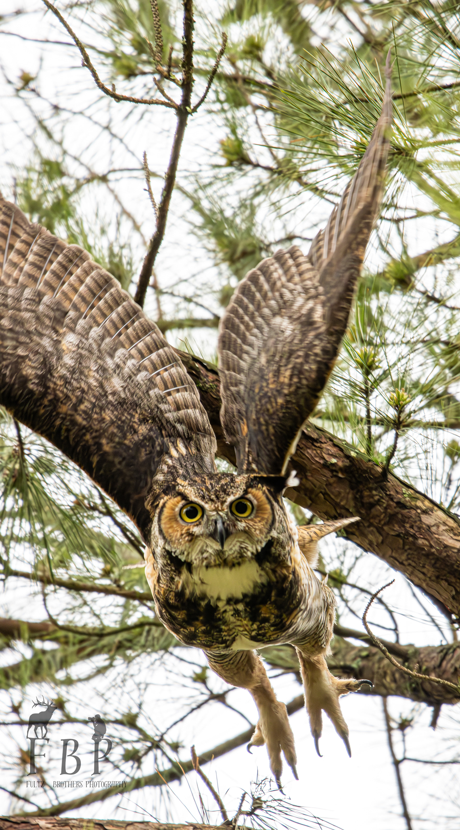 Great Horned Owl
