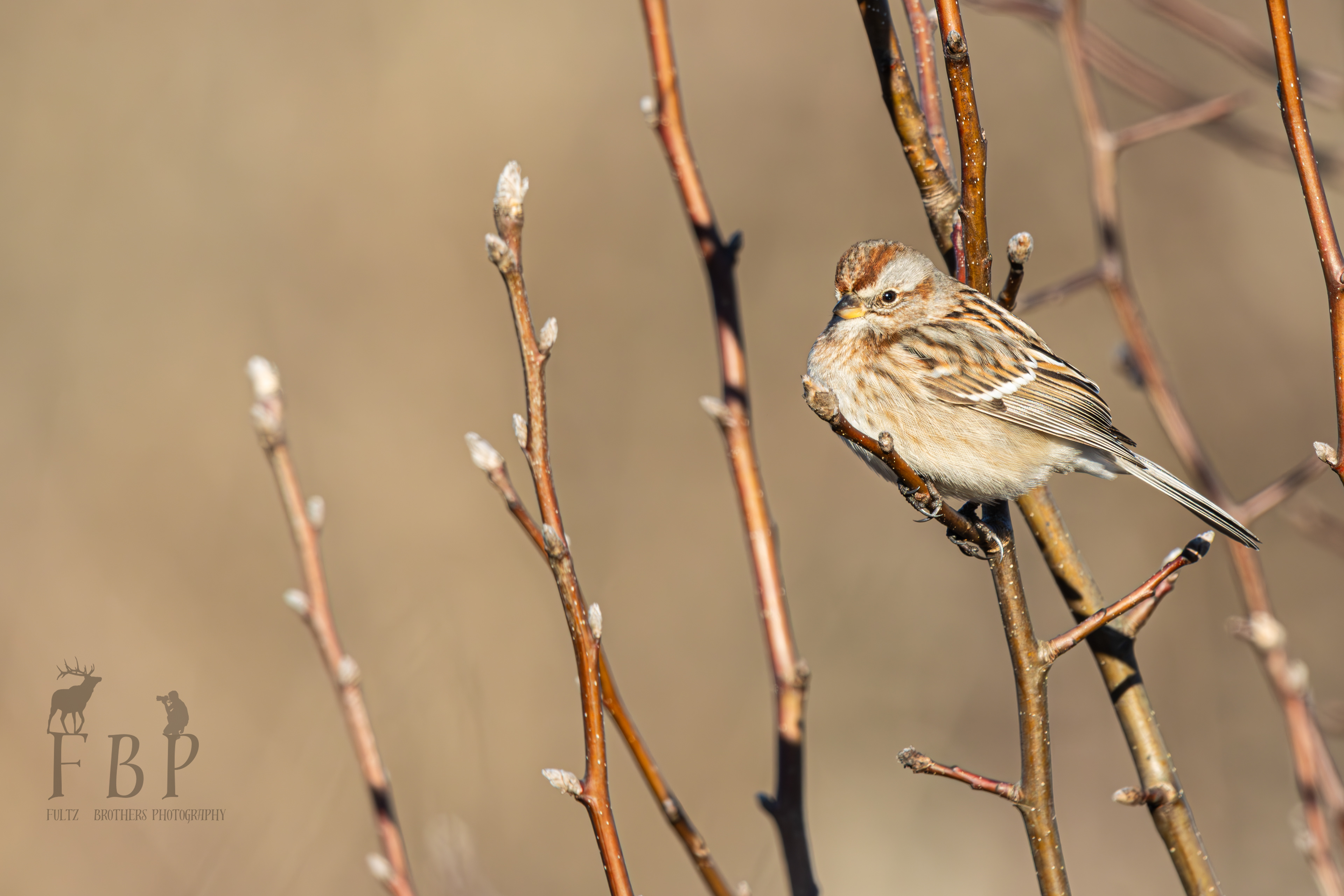 American Tree Sparrow