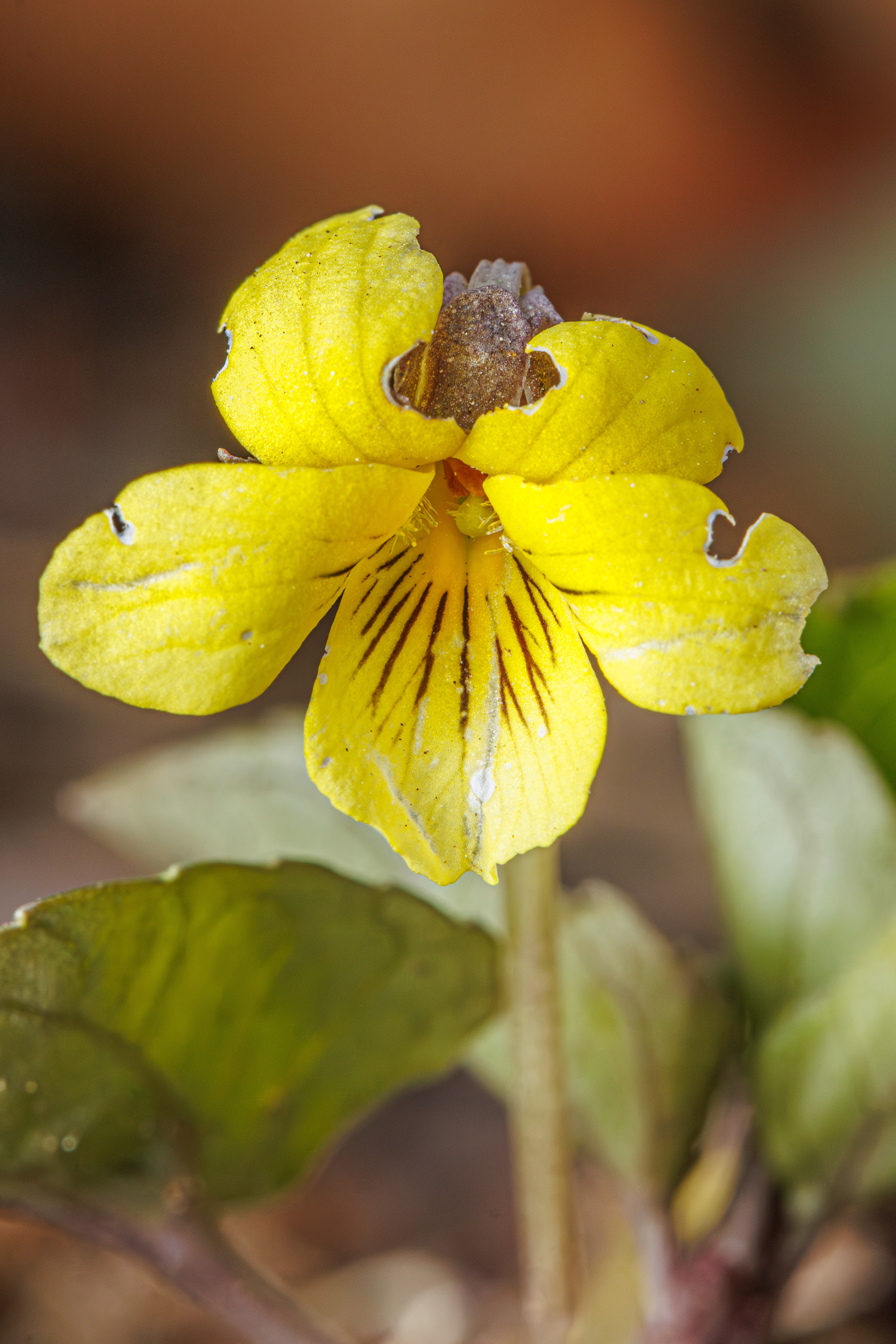 Yellow Violet