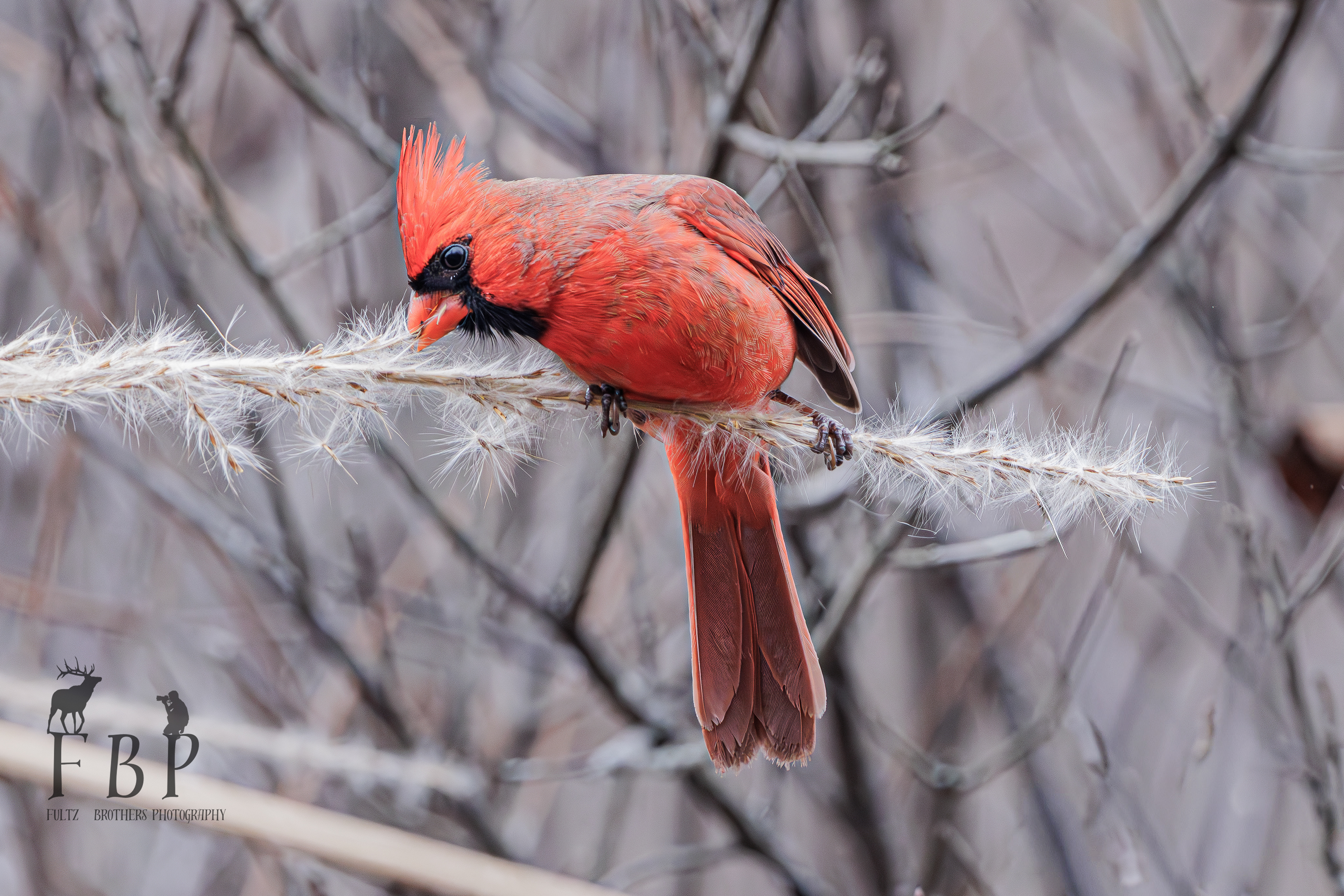 Northern Cardinal