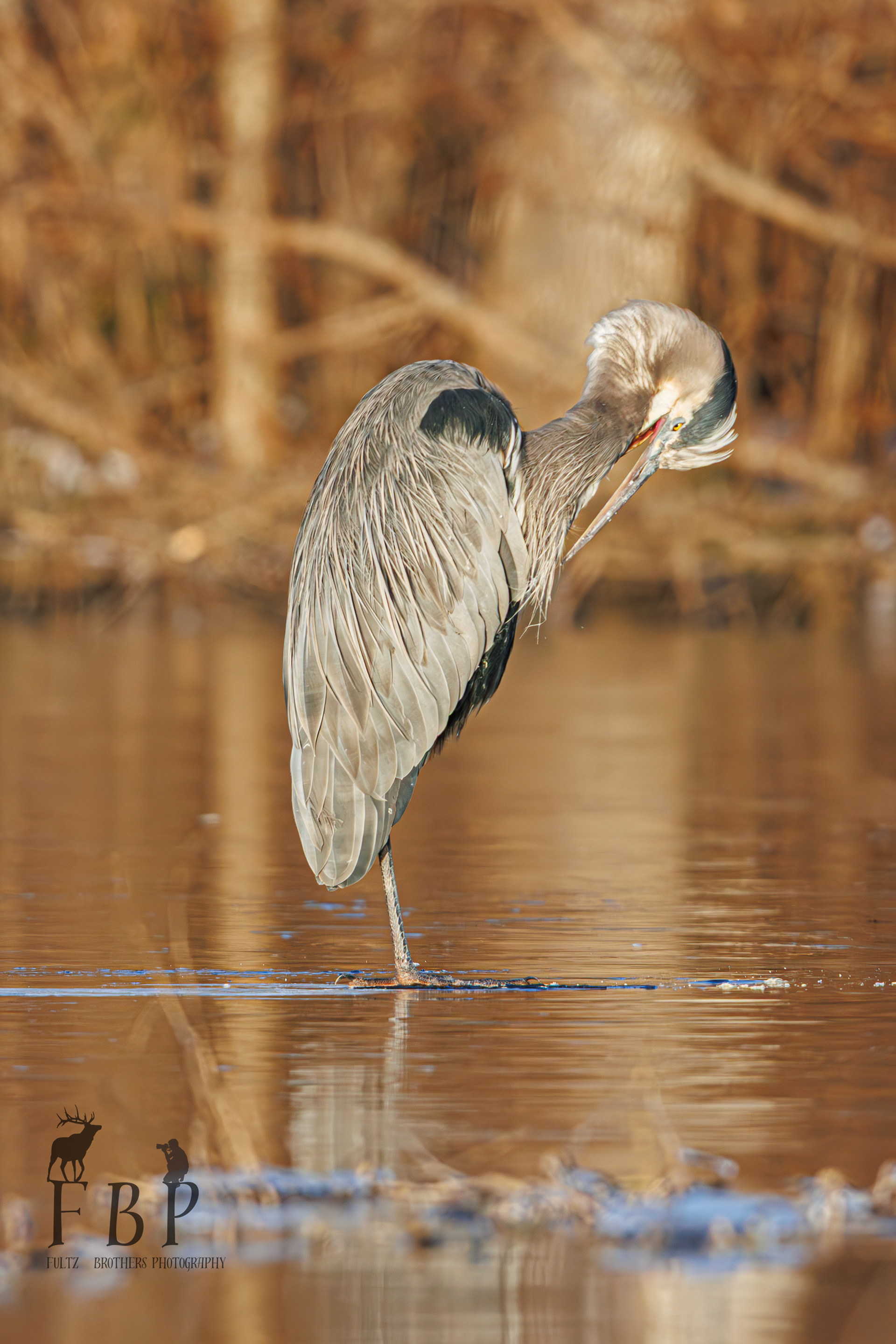 Great Blue Heron
