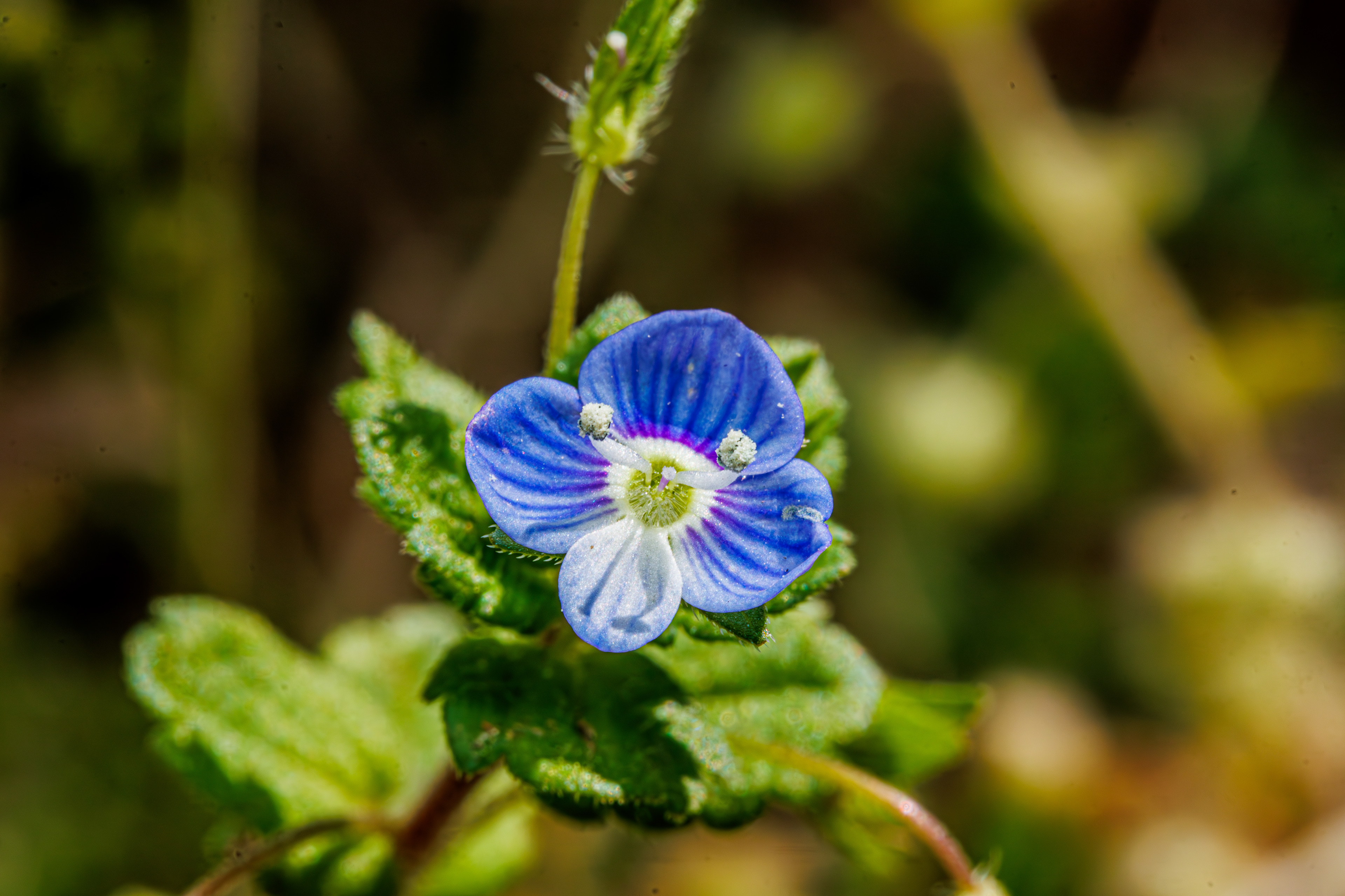 Bird's-Eye Speedwell