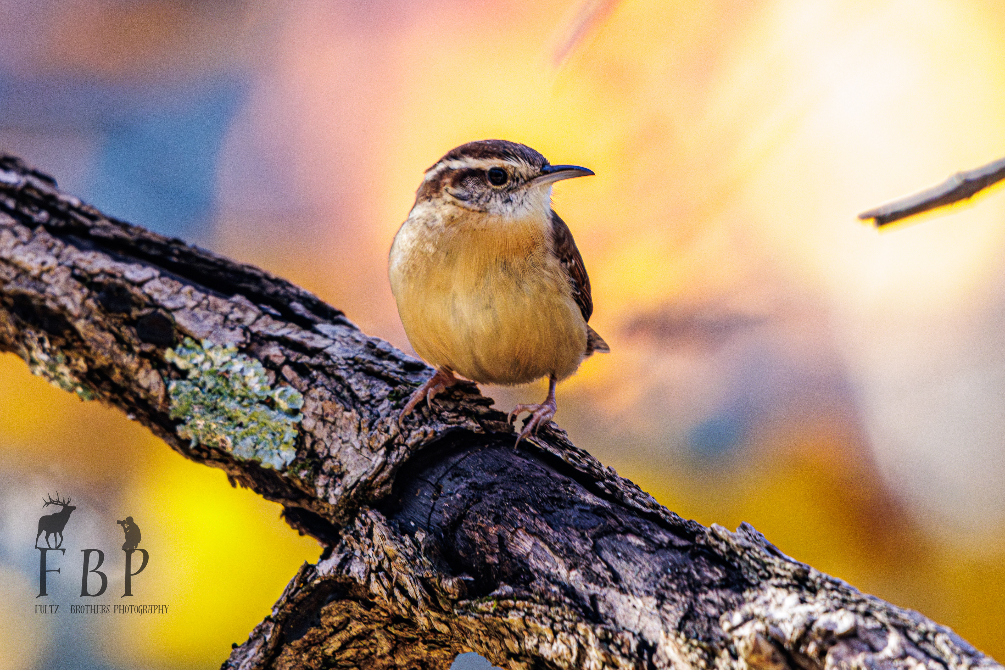 Carolina Wren