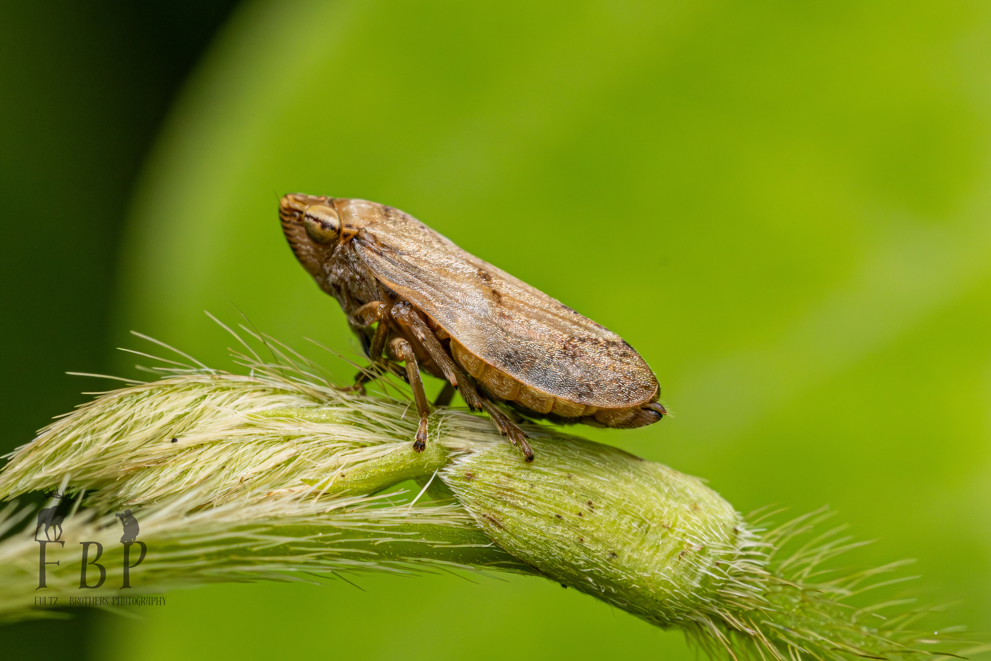 Meadow Spittlebug
