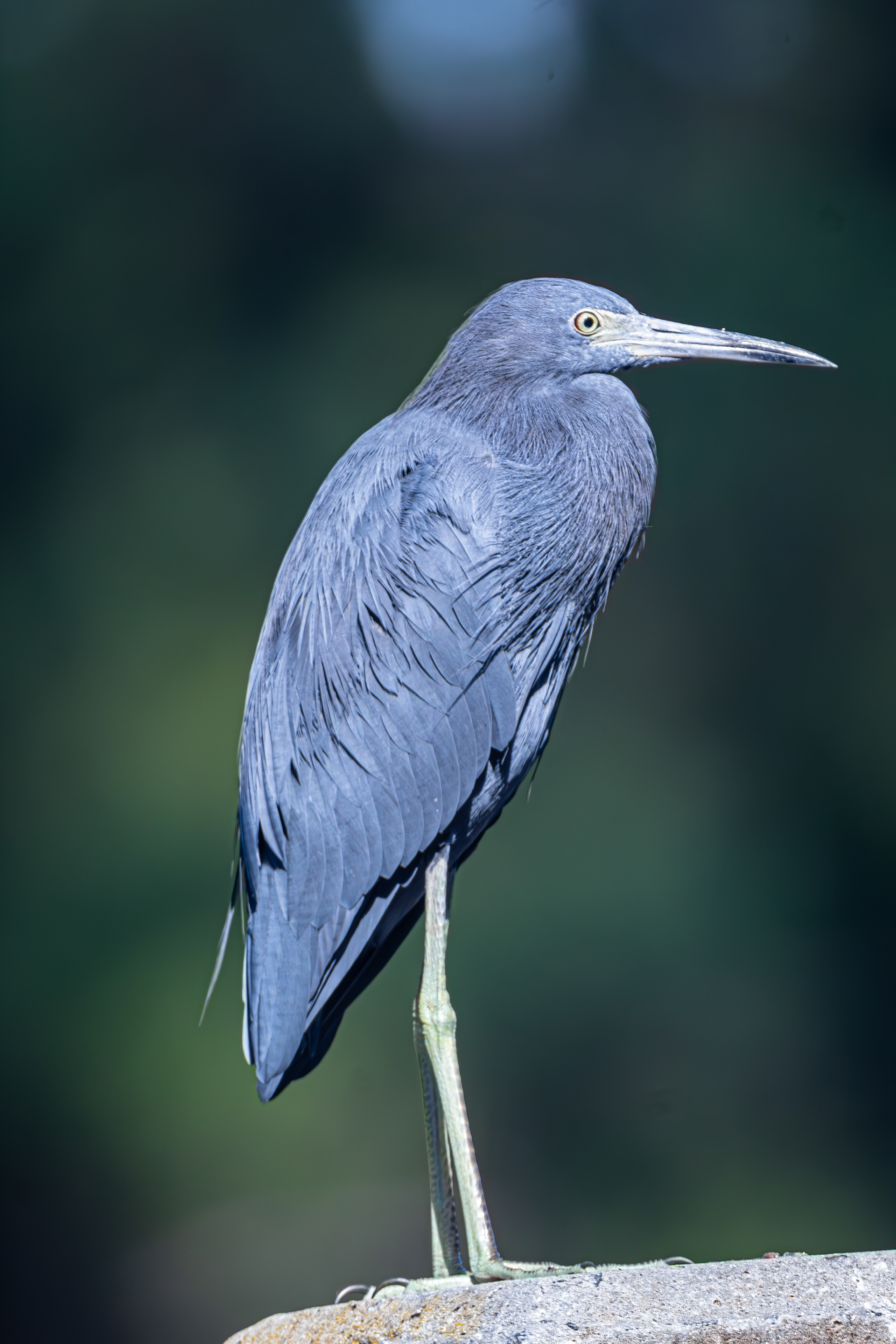 Little Blue Heron
