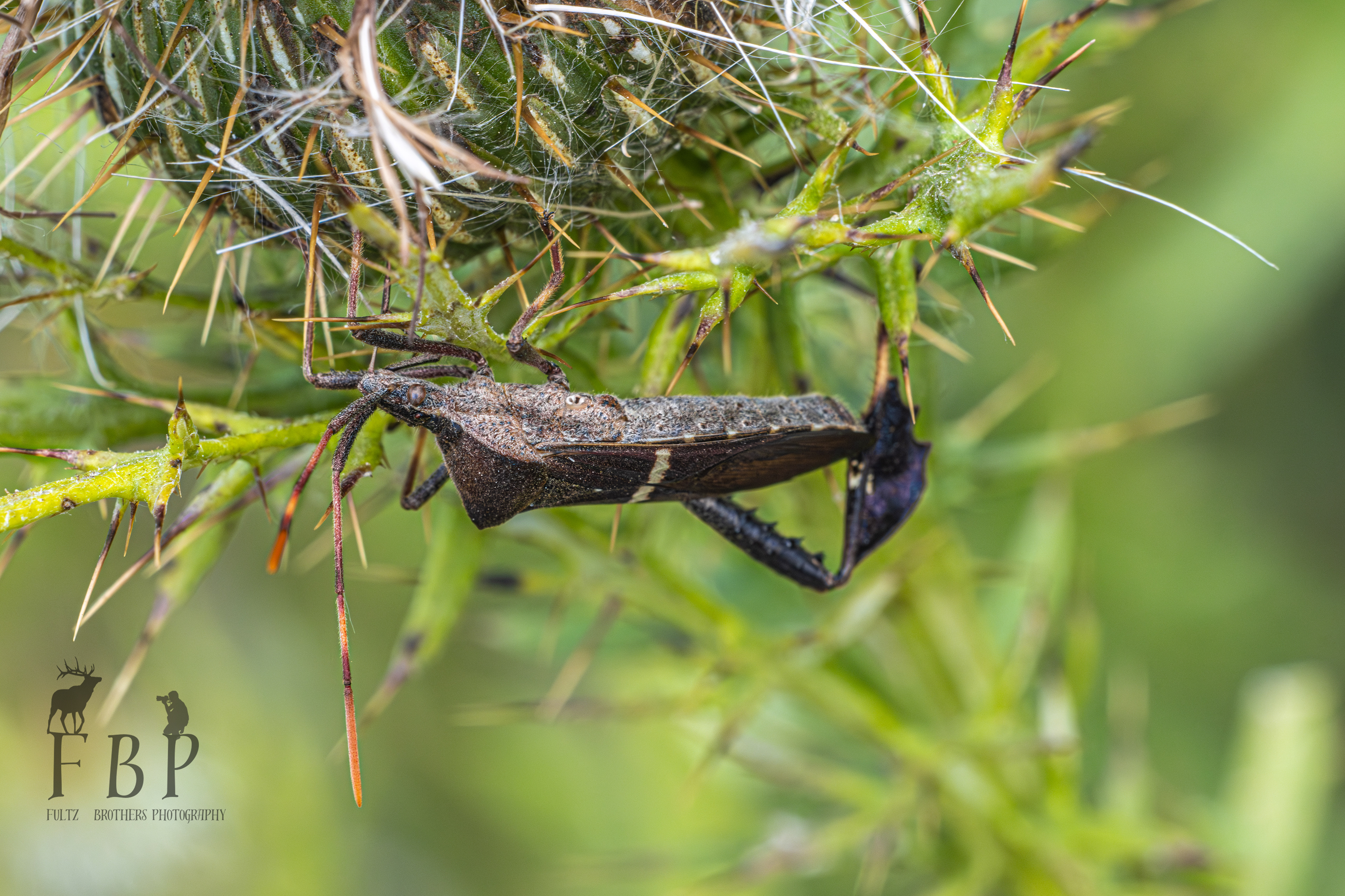 Leaf-Footed Bug