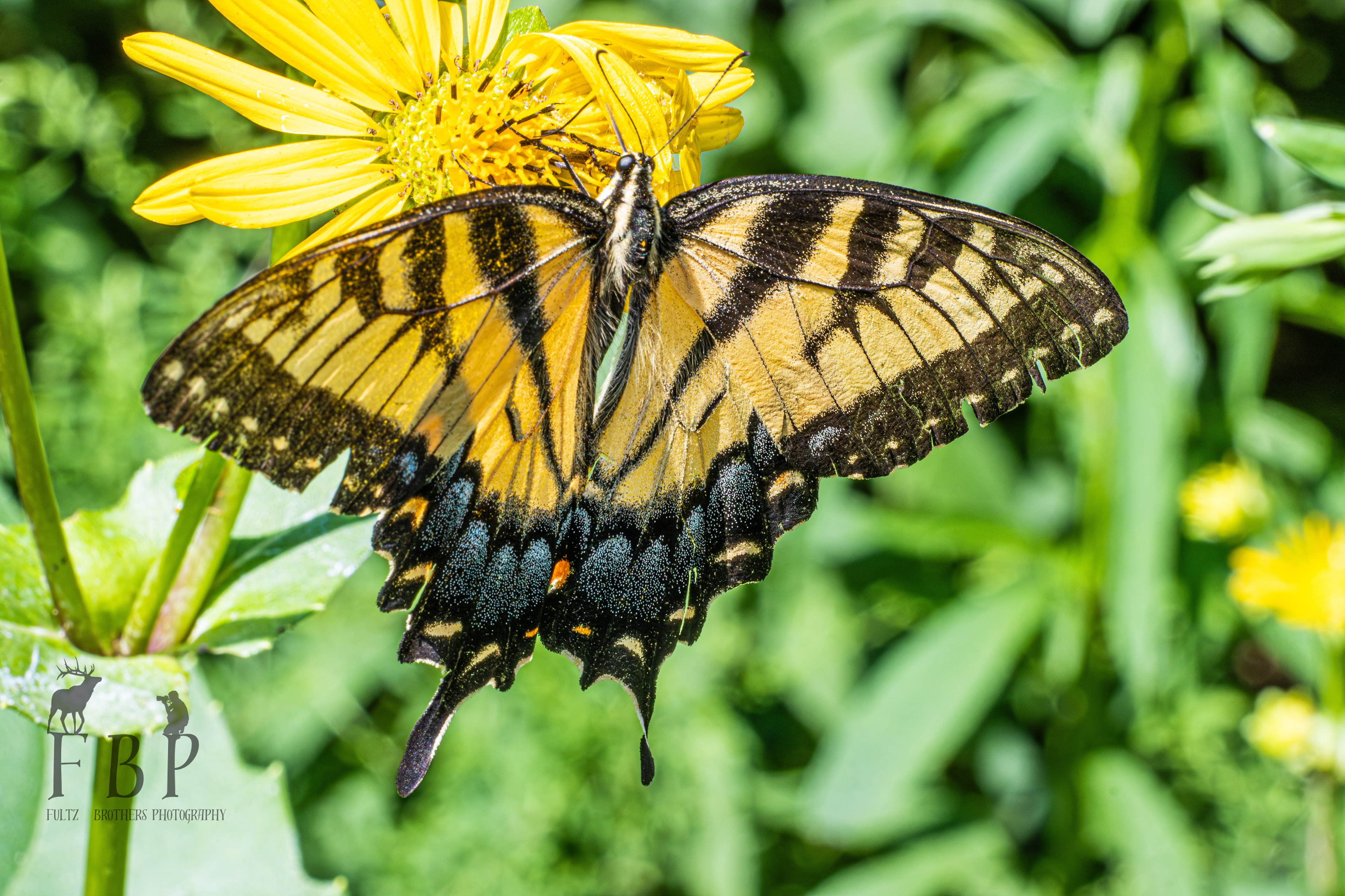 Eastern Tiger Swallowtail