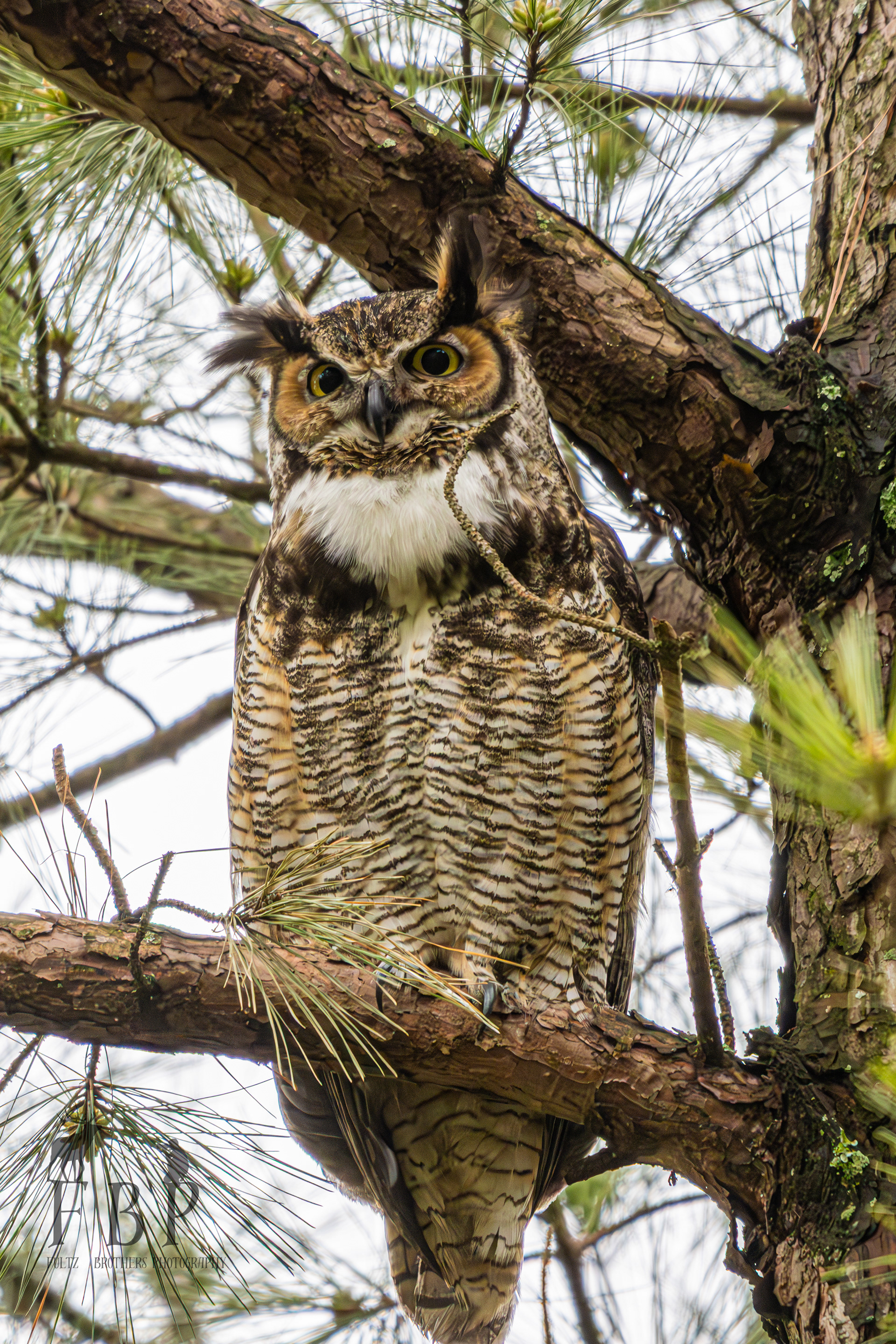 Great Horned Owl