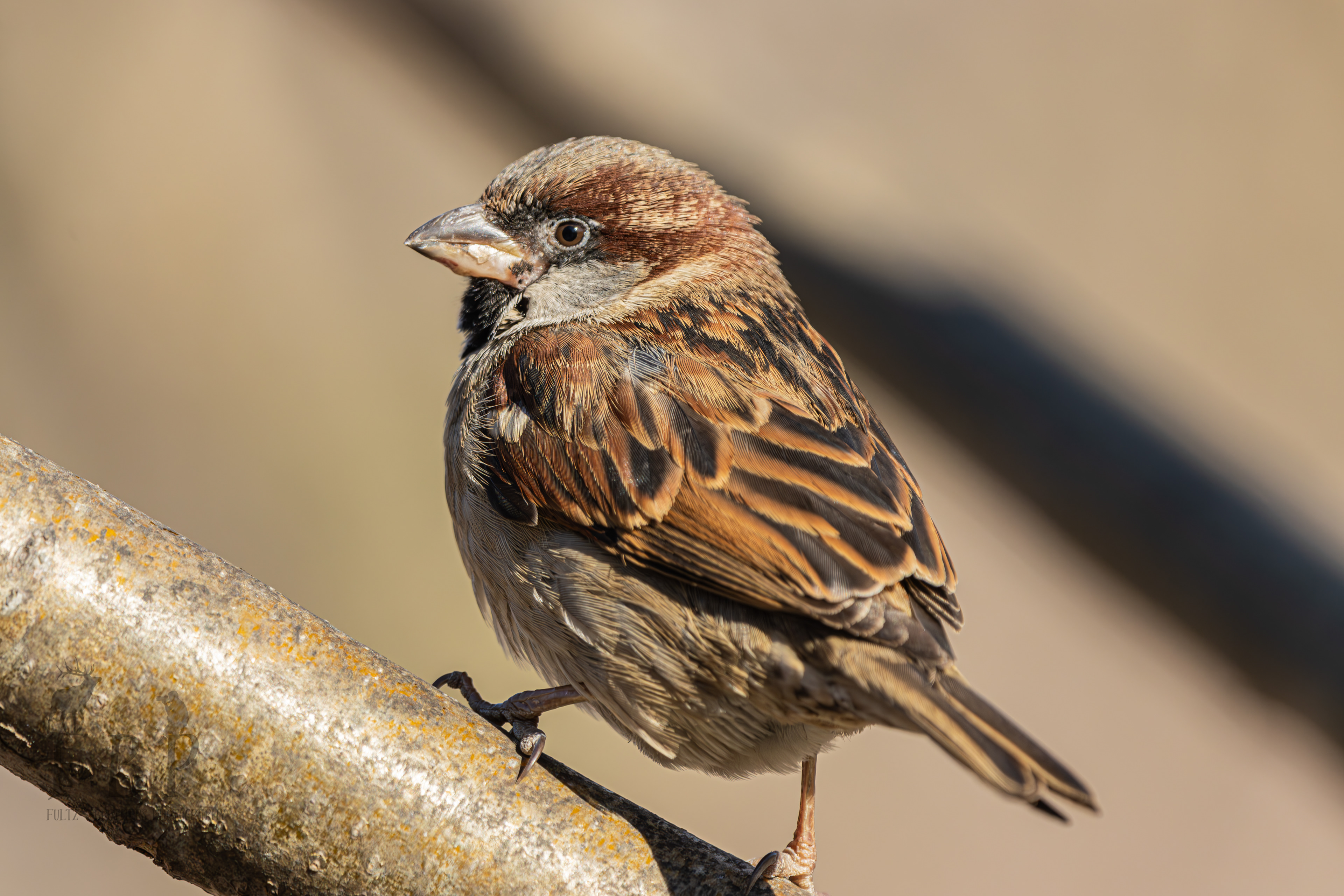 House Sparrow