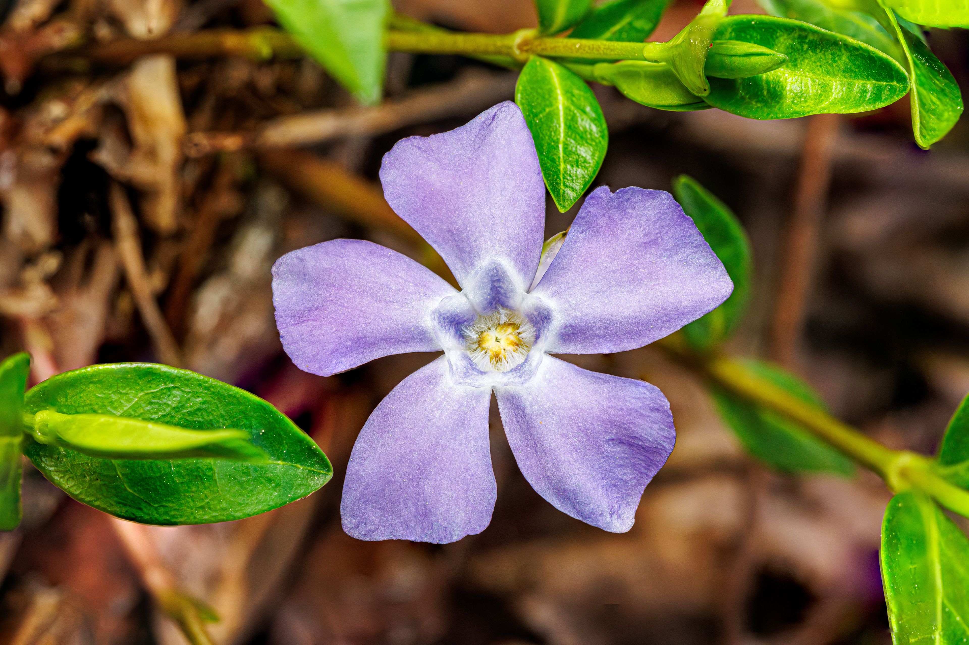 Lesser Periwinkle