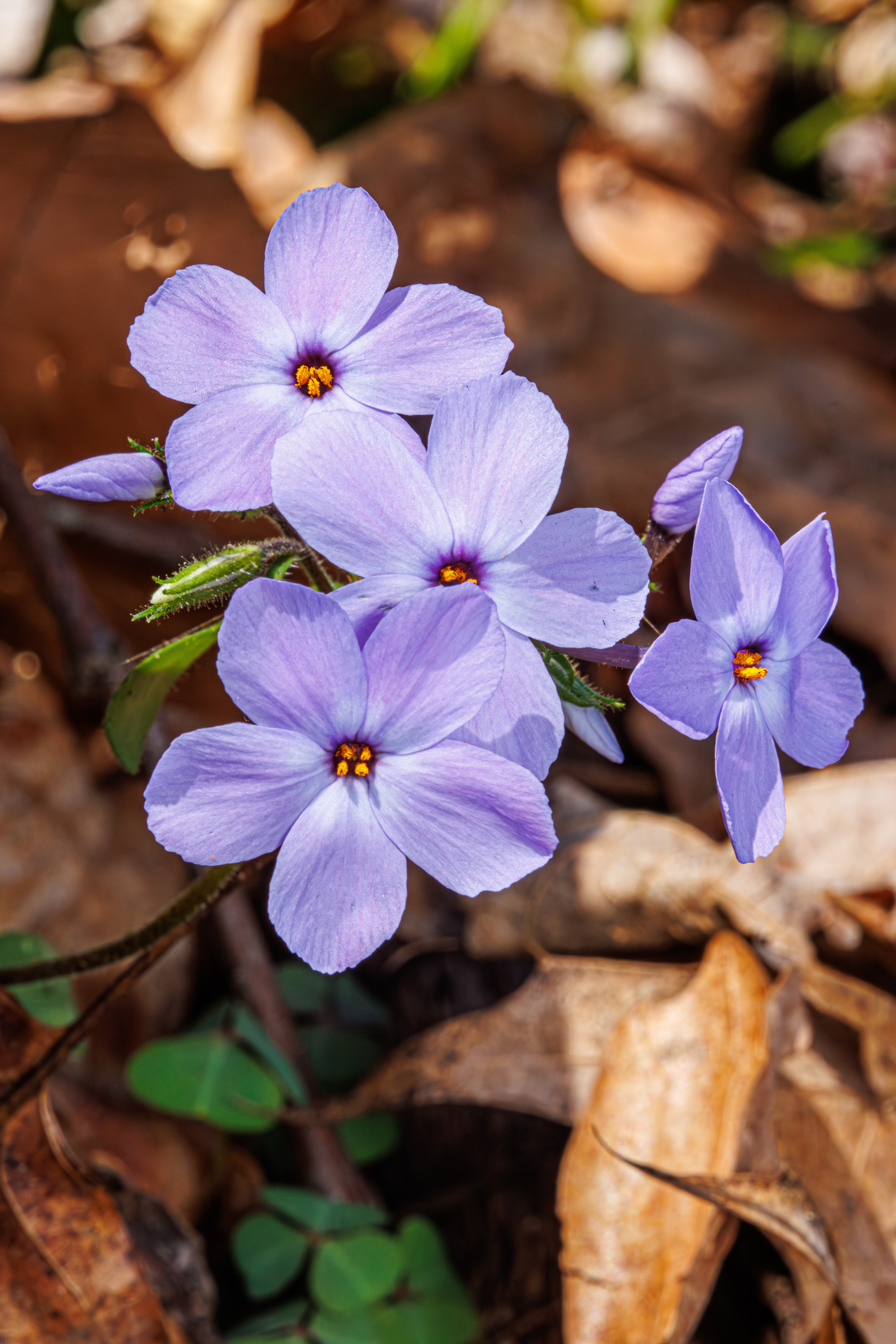 Creeping Phlox