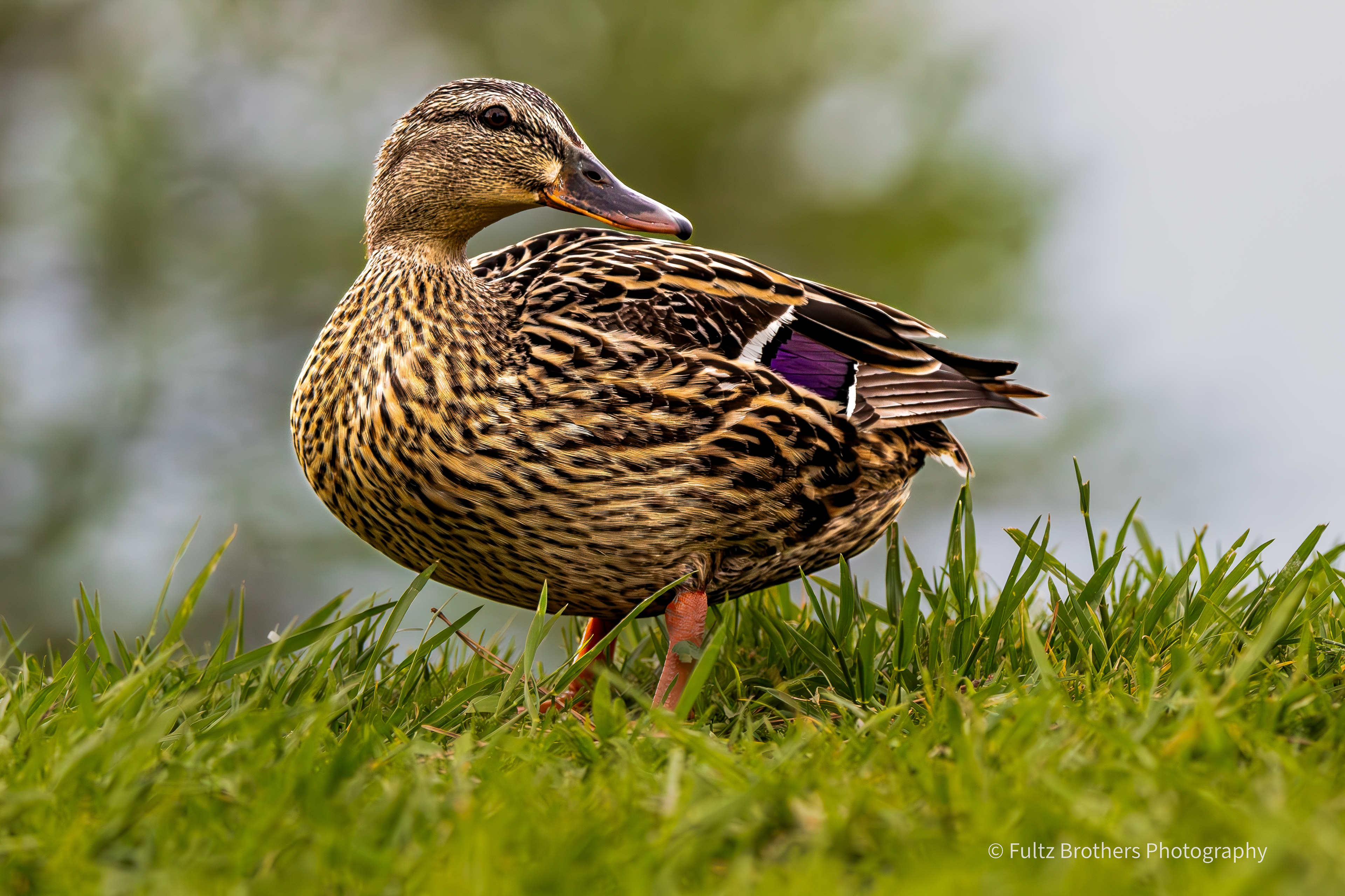 Mallard Hen