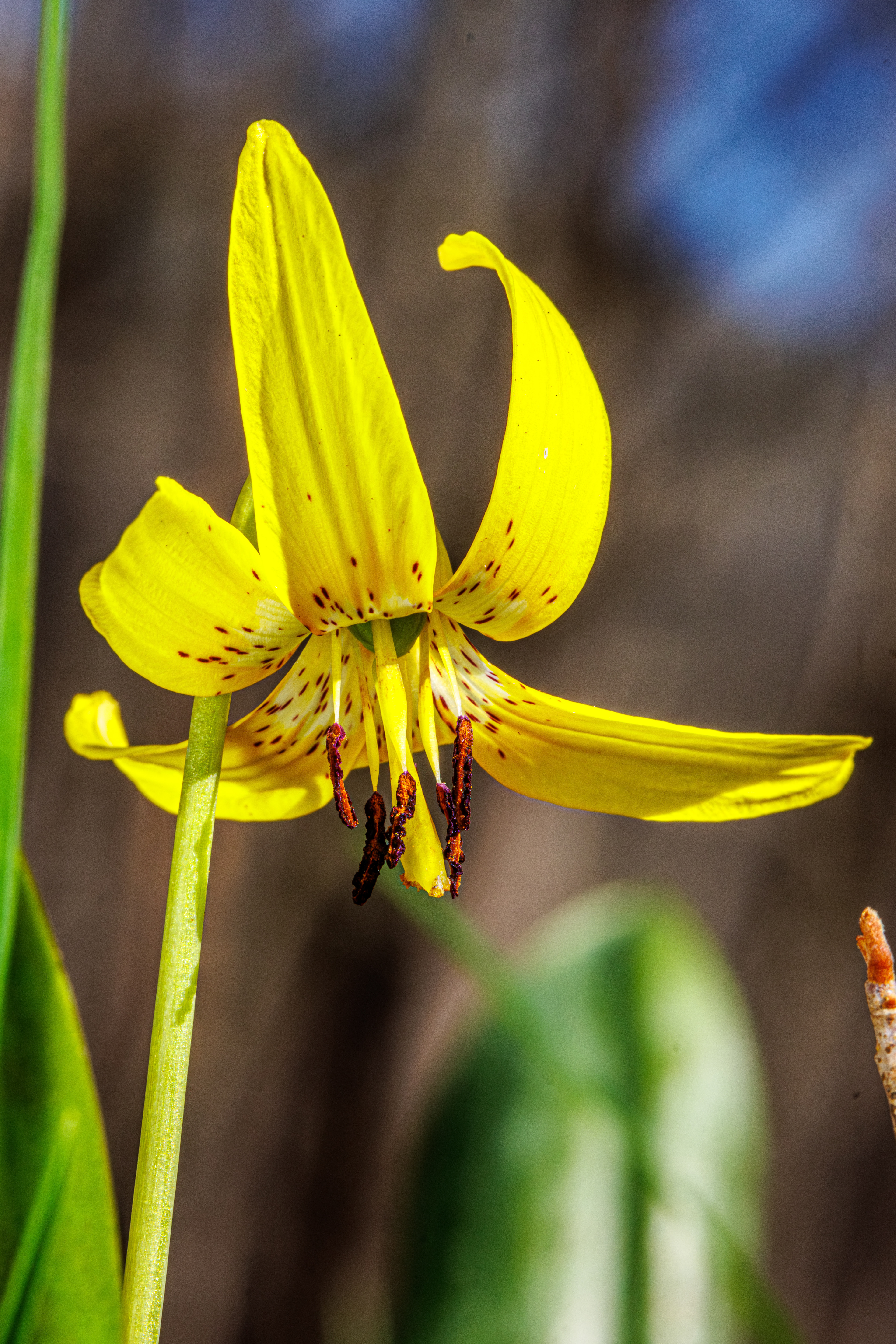 Yellow Trout Lily