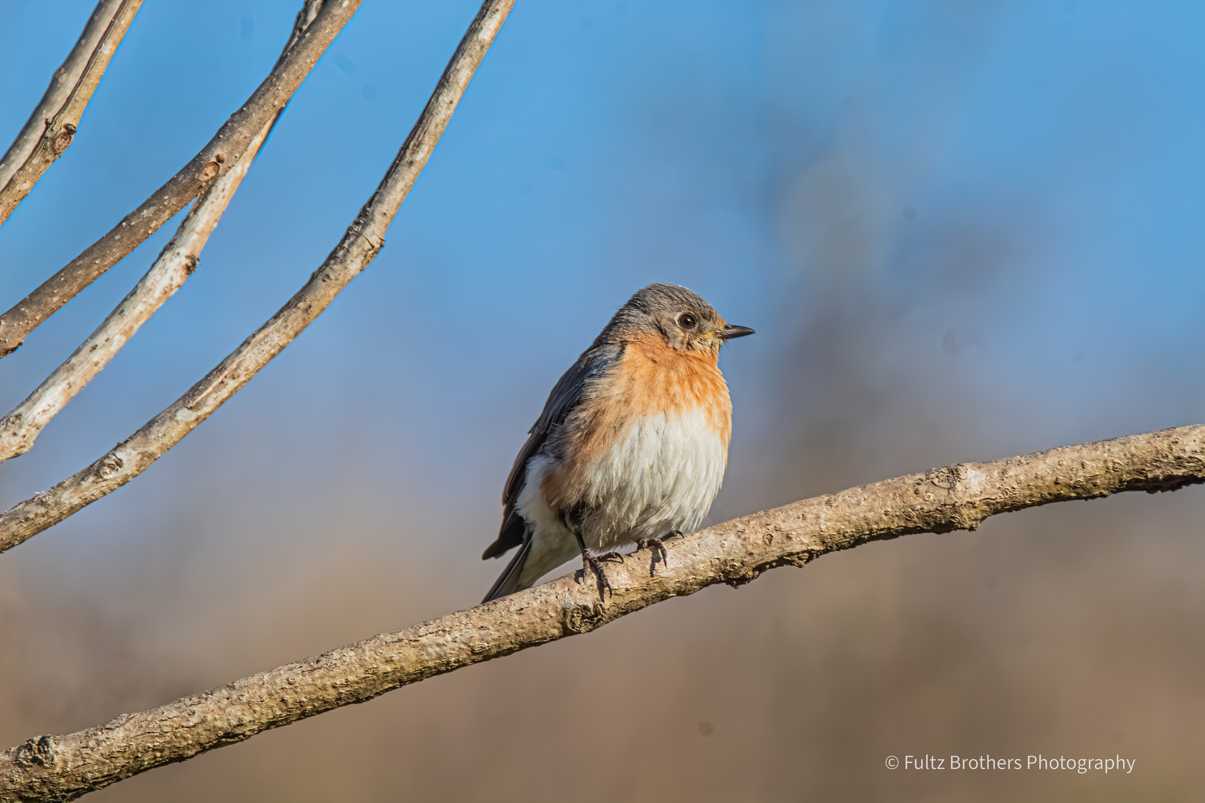Eastern Bluebird