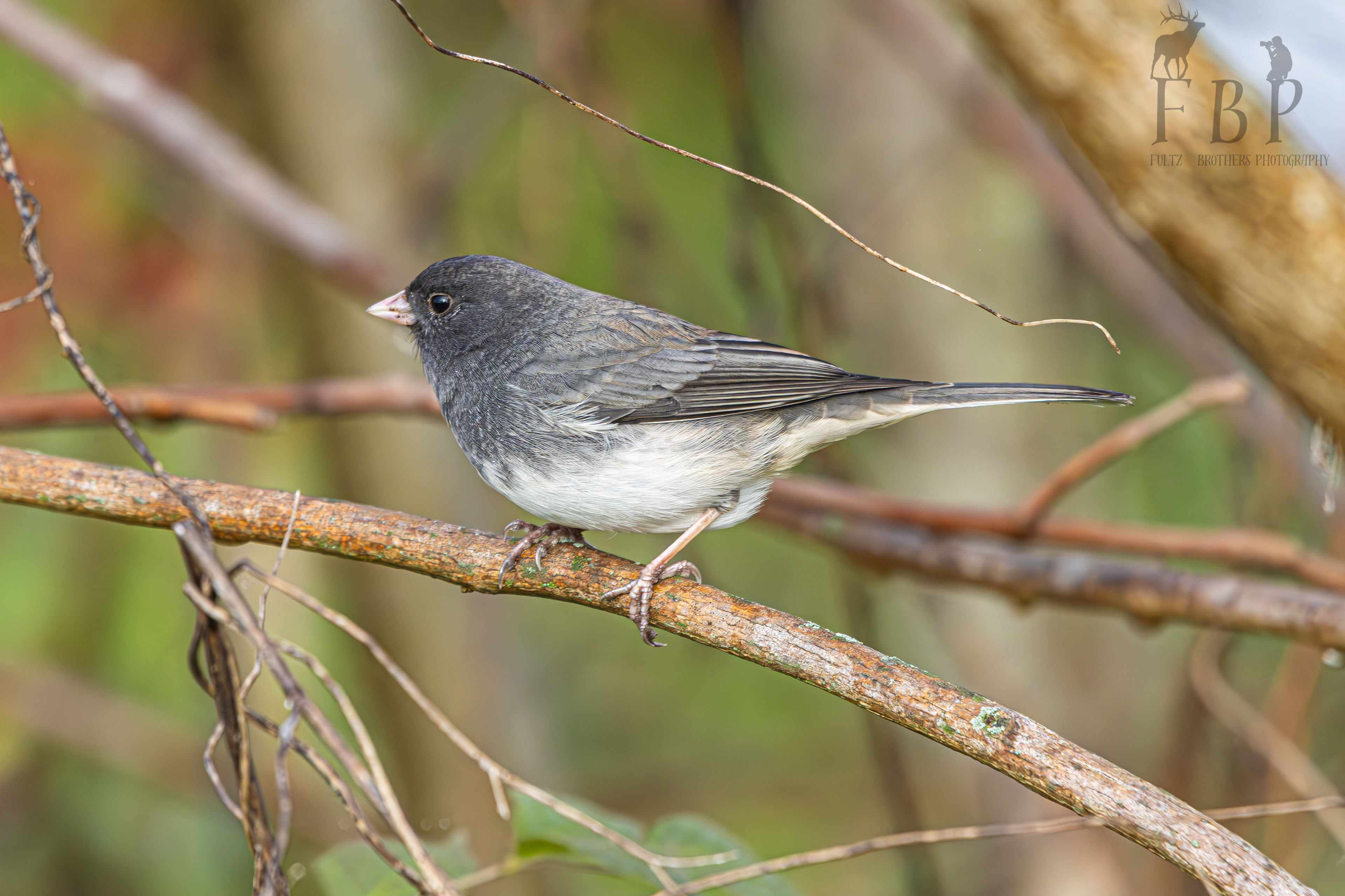 Dark-Eyed Junco