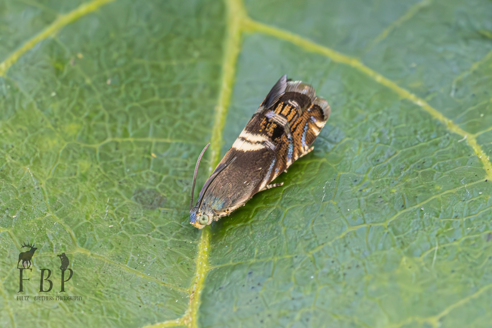 Clover Head Caterpillar Moth