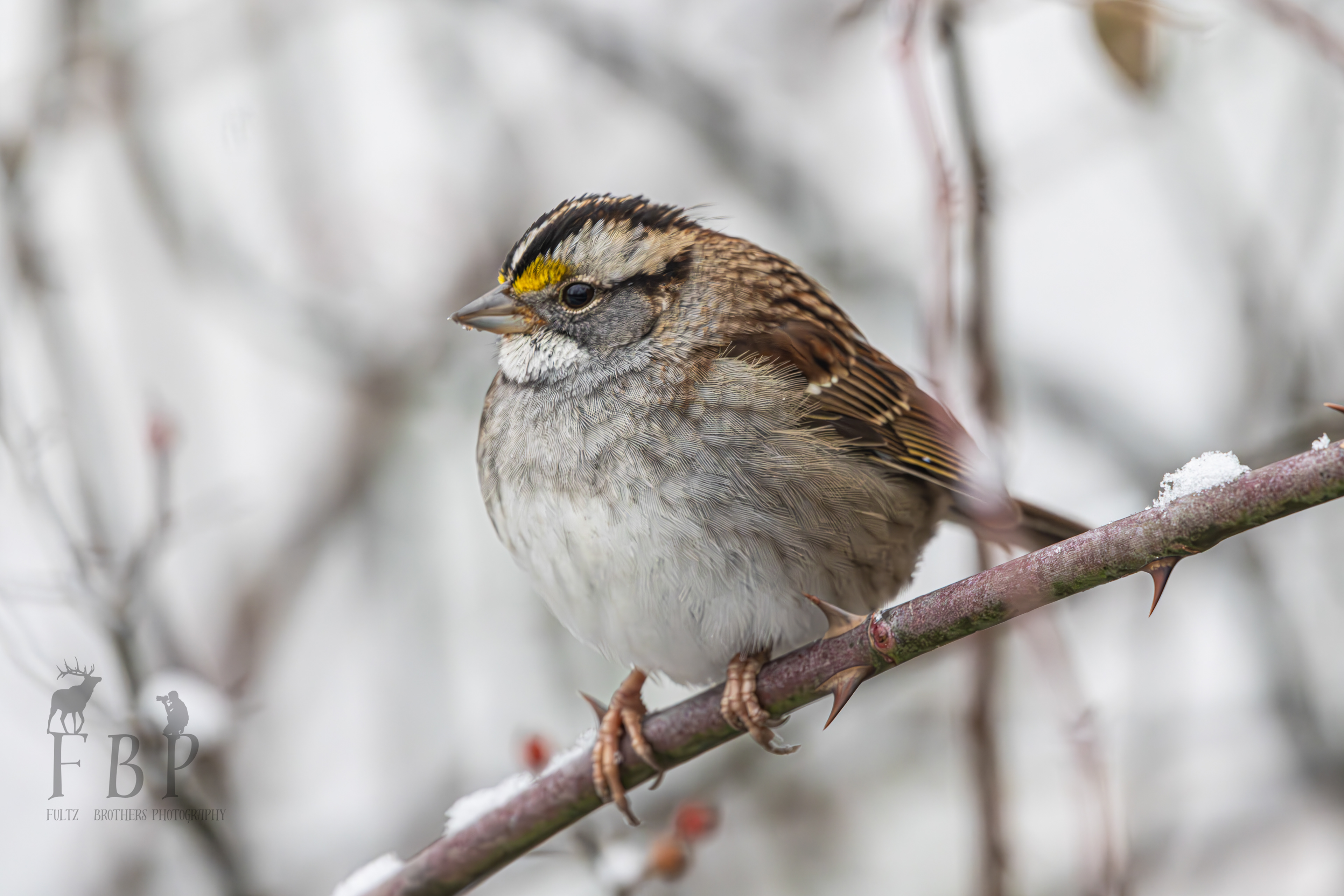 White-Throated Sparrow