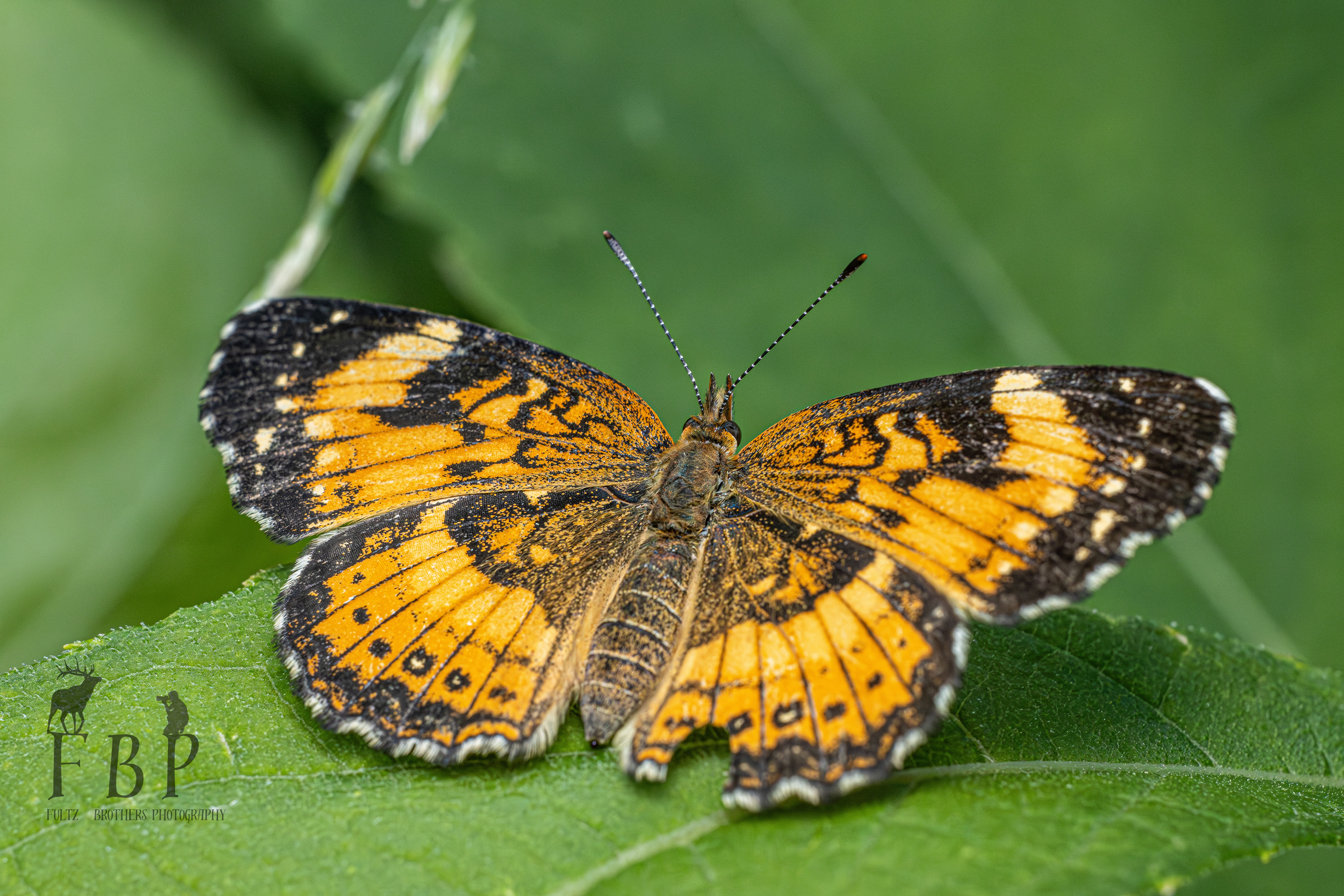 Silvery Checkerspot